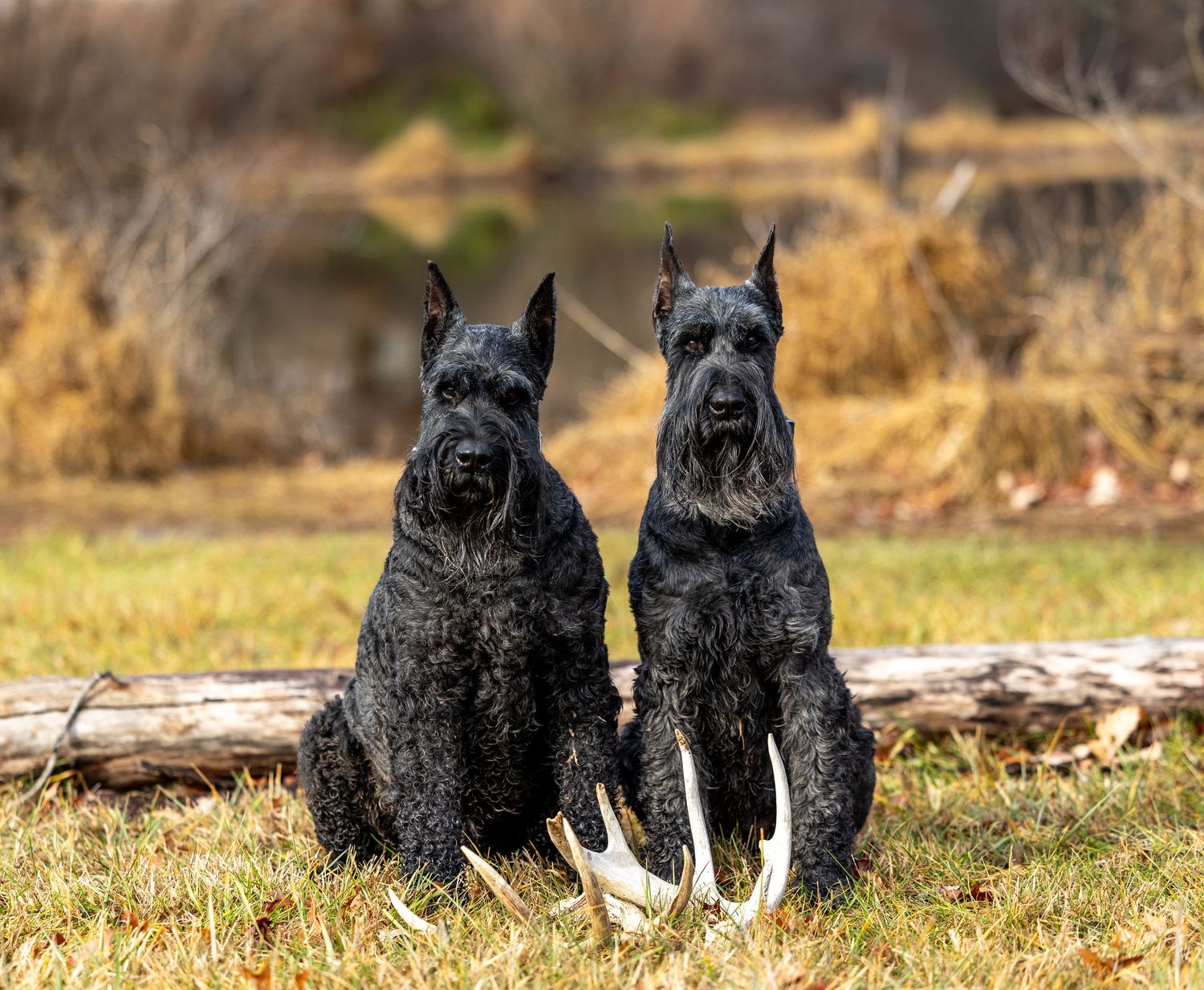 Two black Giant Schnauzers sit side by side on grass near deer antlers.