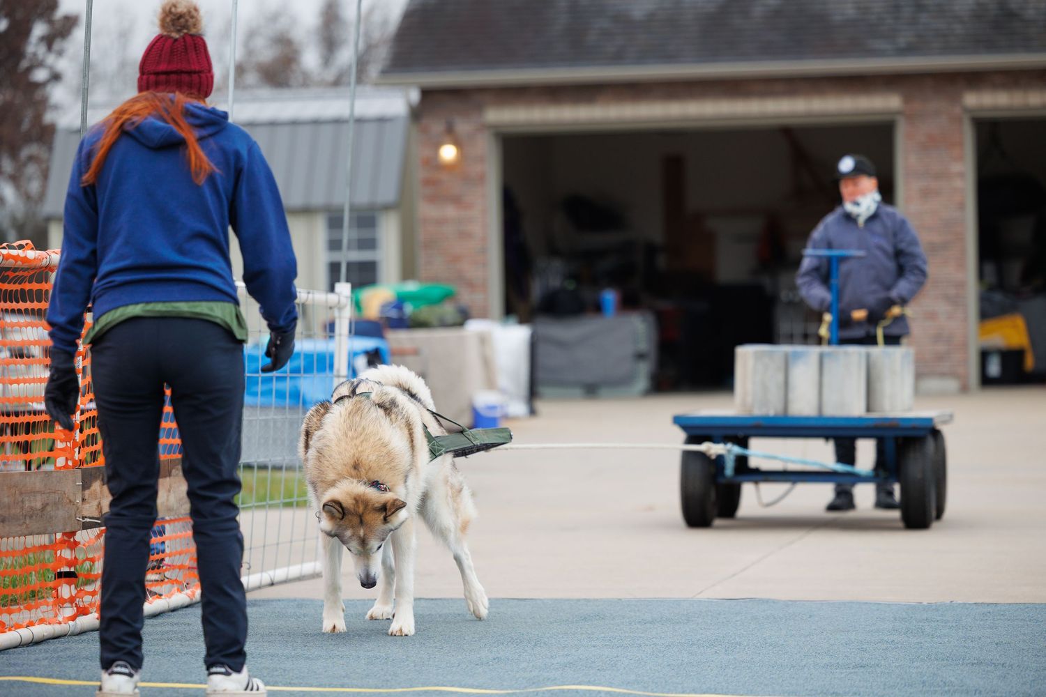 An Alaskan Malamute dog in harness walks competes with its owner at an outdoor weight pull event.