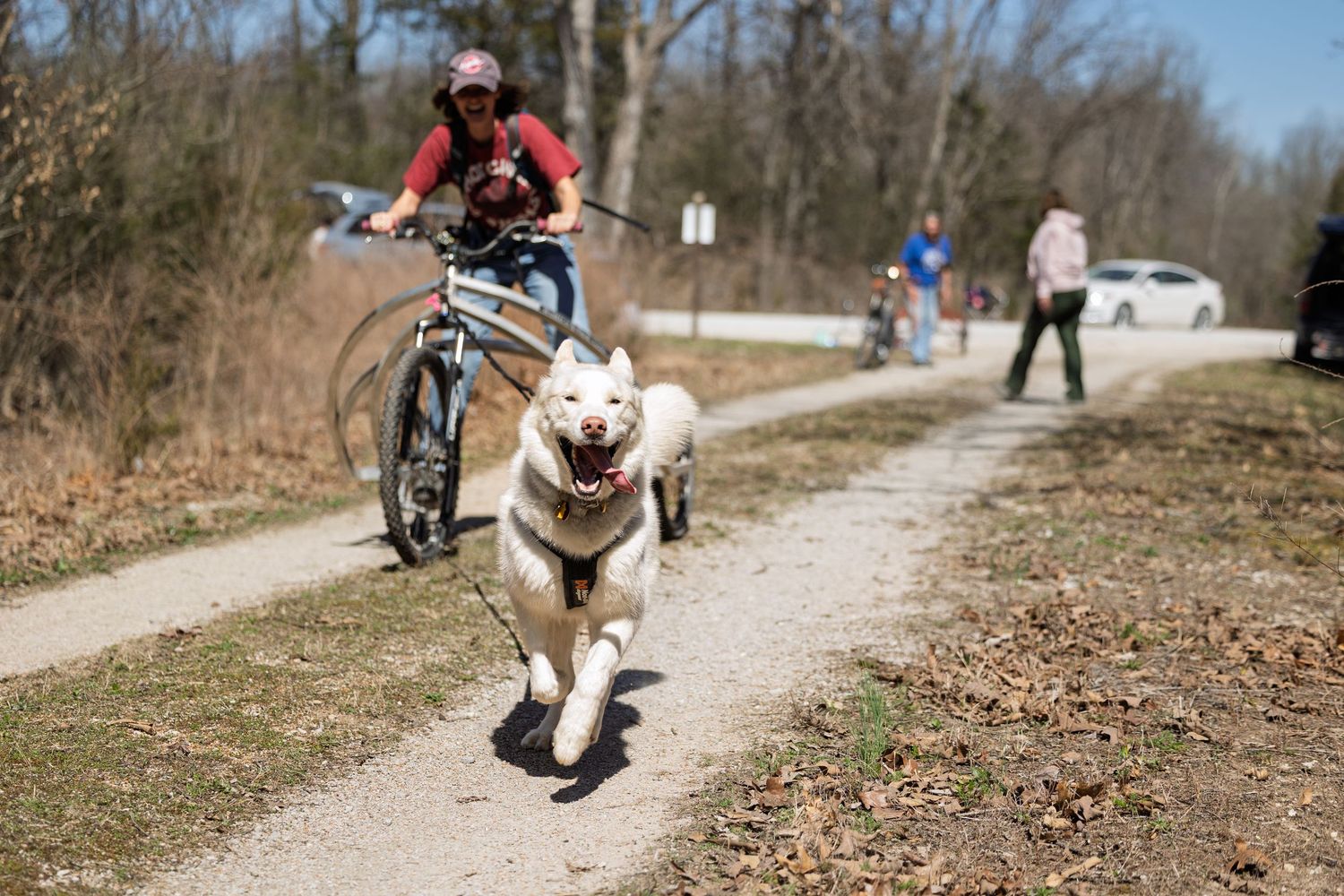 A husky dog runs energetically on a path while attached to a 3 wheeled rig rider on a sunny day.