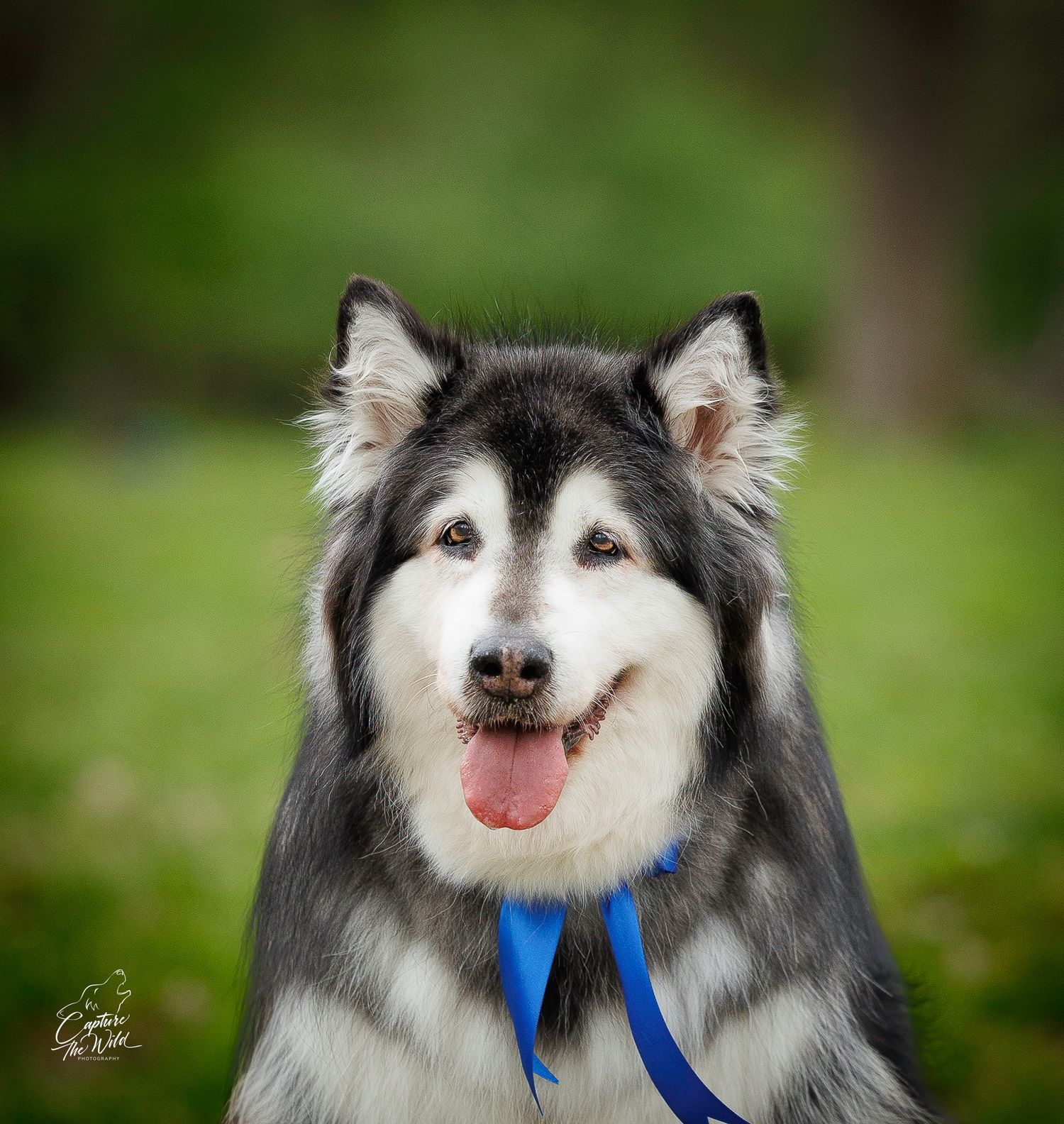 A fluffy Alaskan Malamute with a blue leash smiles happily against a green bokeh background.