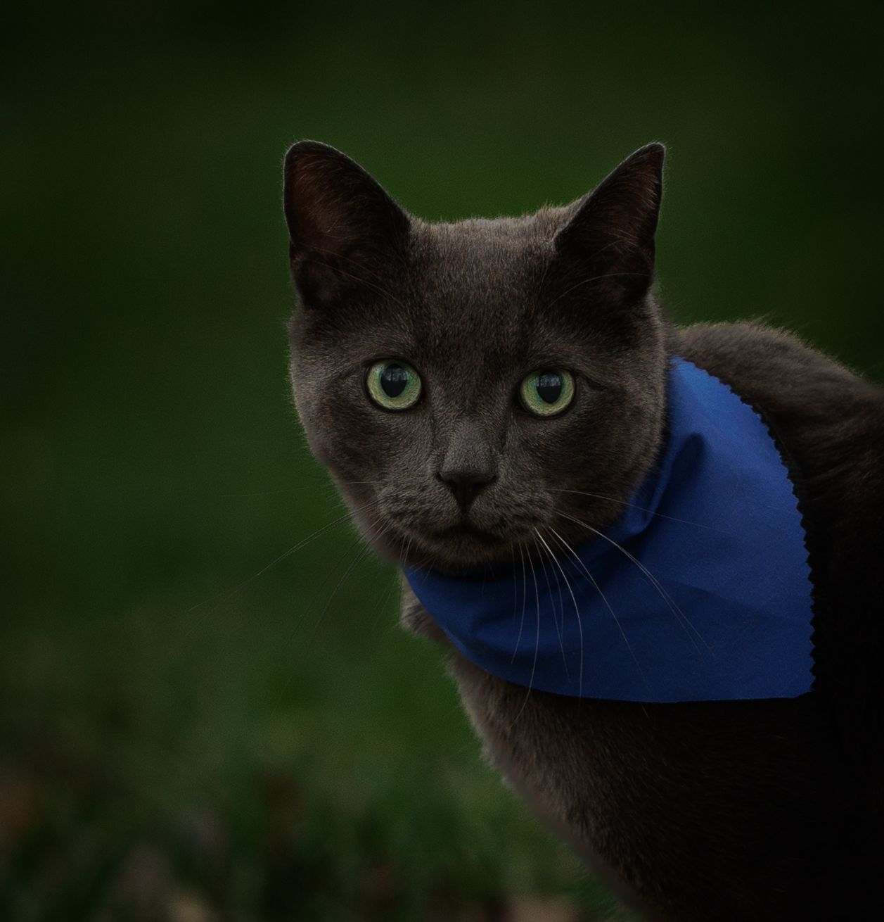 A gray cat with bright green eyes wearing a blue bandana poses outdoors.