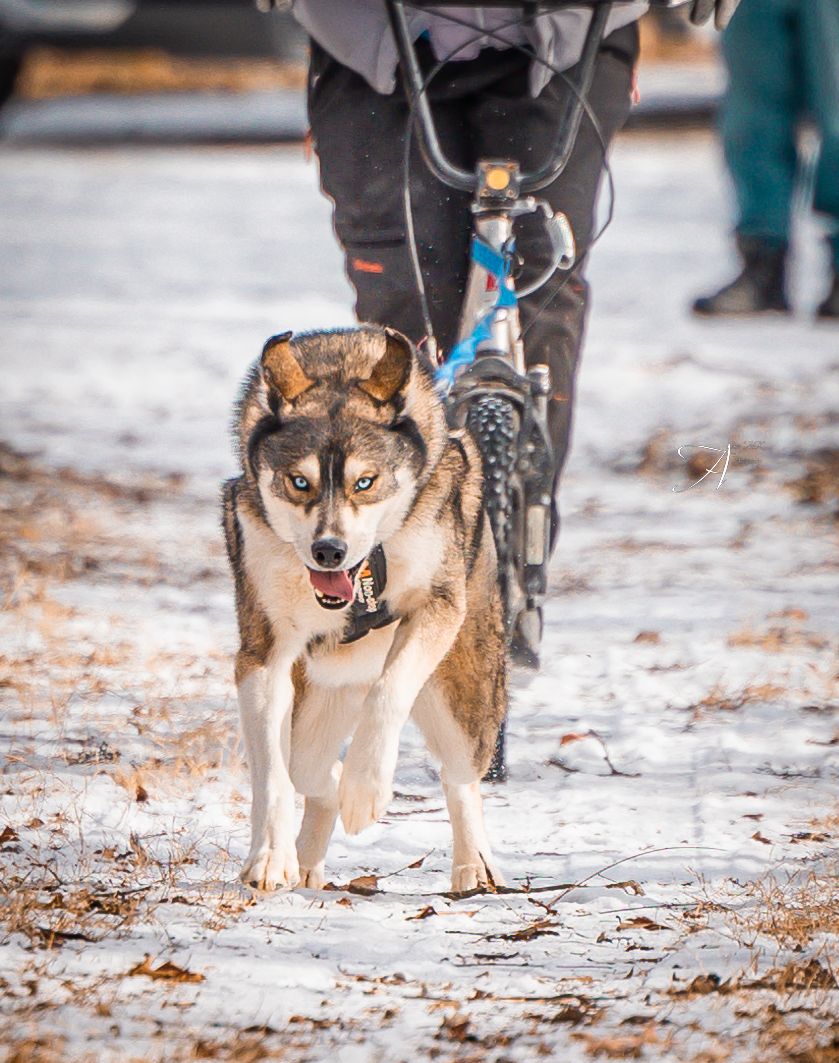 A Siberian Husky pulls a bike through a snowy trail during a winter dog sledding event.