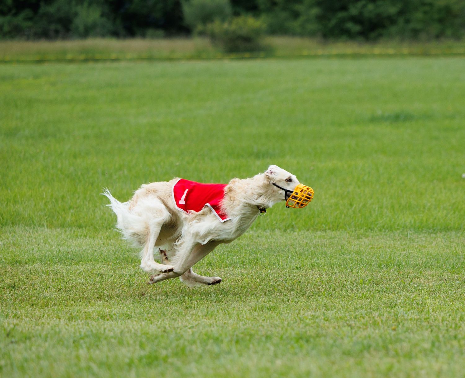 White Borzoi dog wearing red vest racing across green grass field.