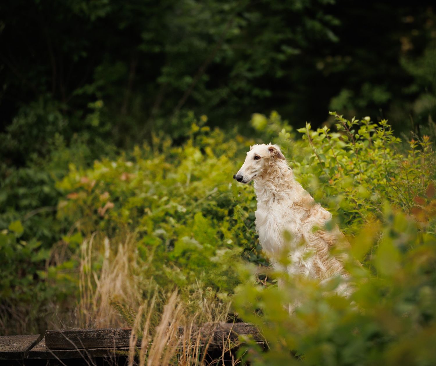 Fluffy white Borzoi dog sitting among lush green bushes and tall grass in a wooded area.