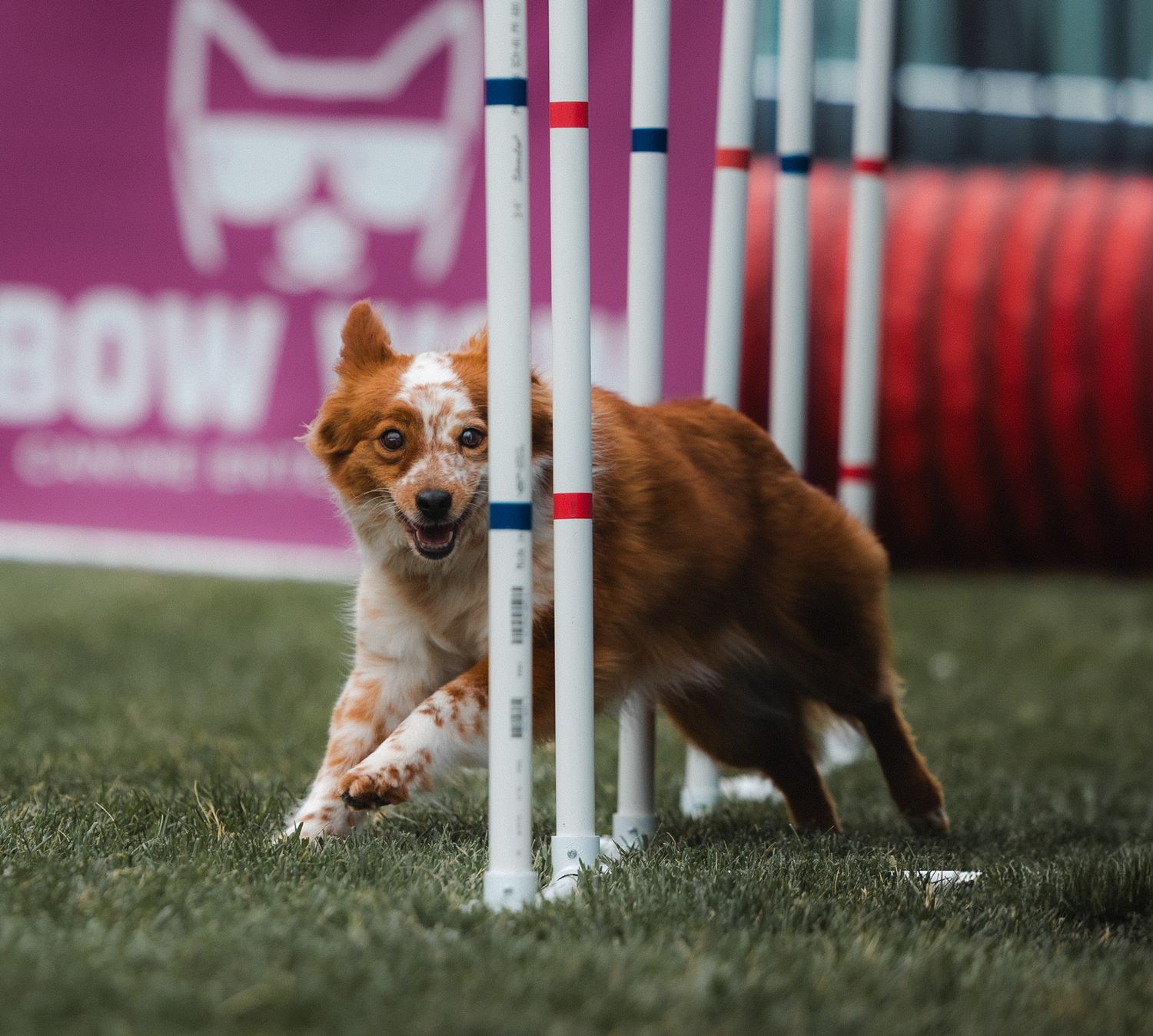 A fast-moving brown and white border collie mix weaves through agility poles at a dog demonstration.