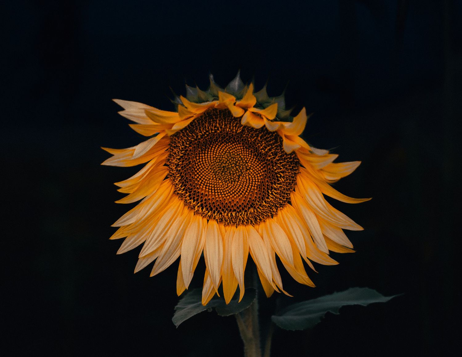 A single vibrant sunflower with golden petals is dramatically lit against a dark background.
