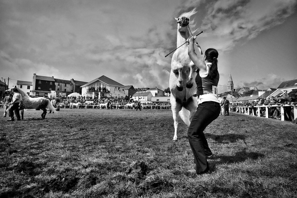 CLIFDEN PONEYS CONNEMARA IRLANDE IRELAND  © Didier Houeix