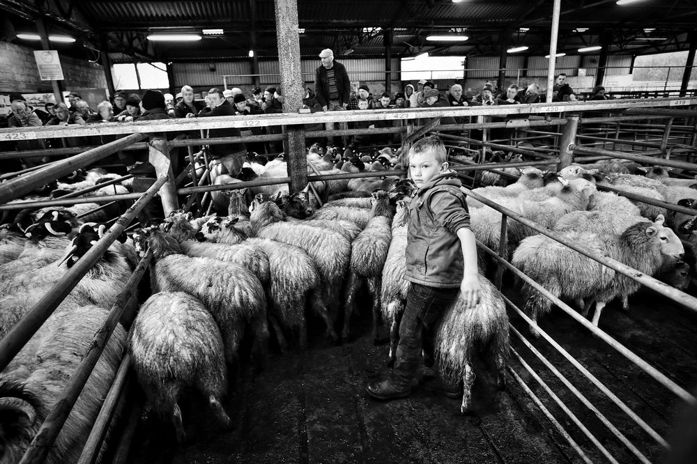 SHEEP CONNEMARA GALWAY IRLANDE IRELAND  © Didier Houeix