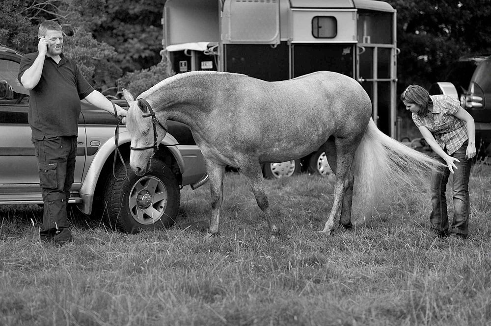 PONEYS CONNEMARA CLIFDEN IRLANDE IRELAND  © Didier Houeix
