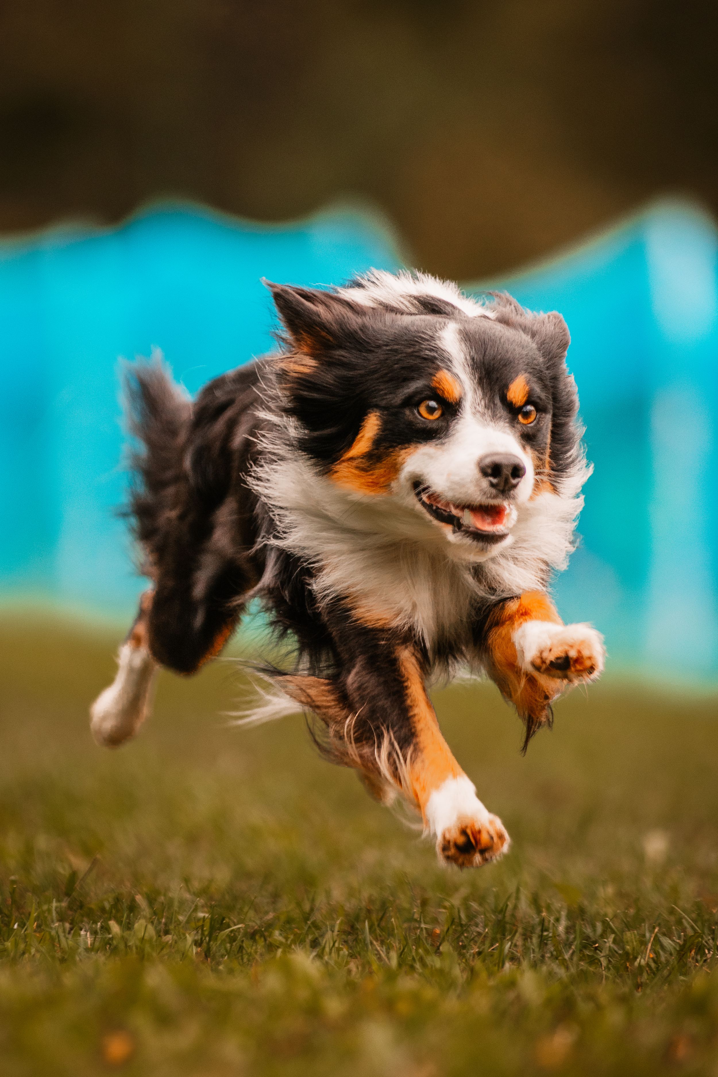 A tricolor Australian Shepherd dog leaping mid-air over green grass with a blurred teal background.
