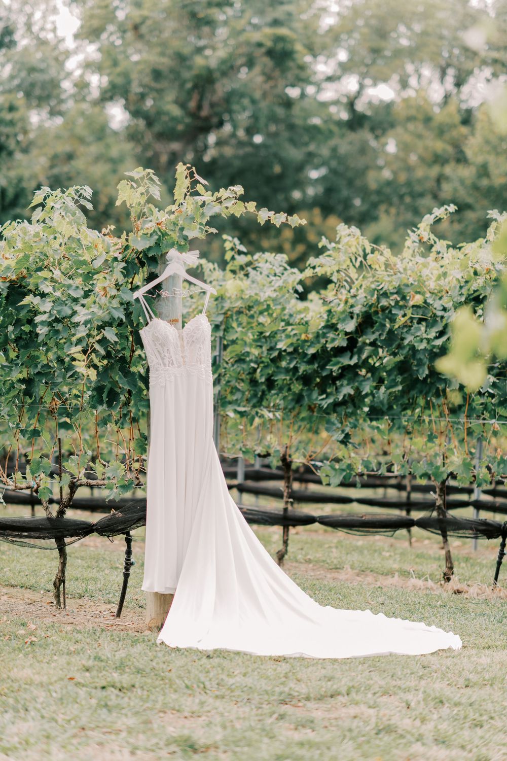 Elegant white wedding gown with lace bodice hanging on hanger in lush vineyard outdoor setting.