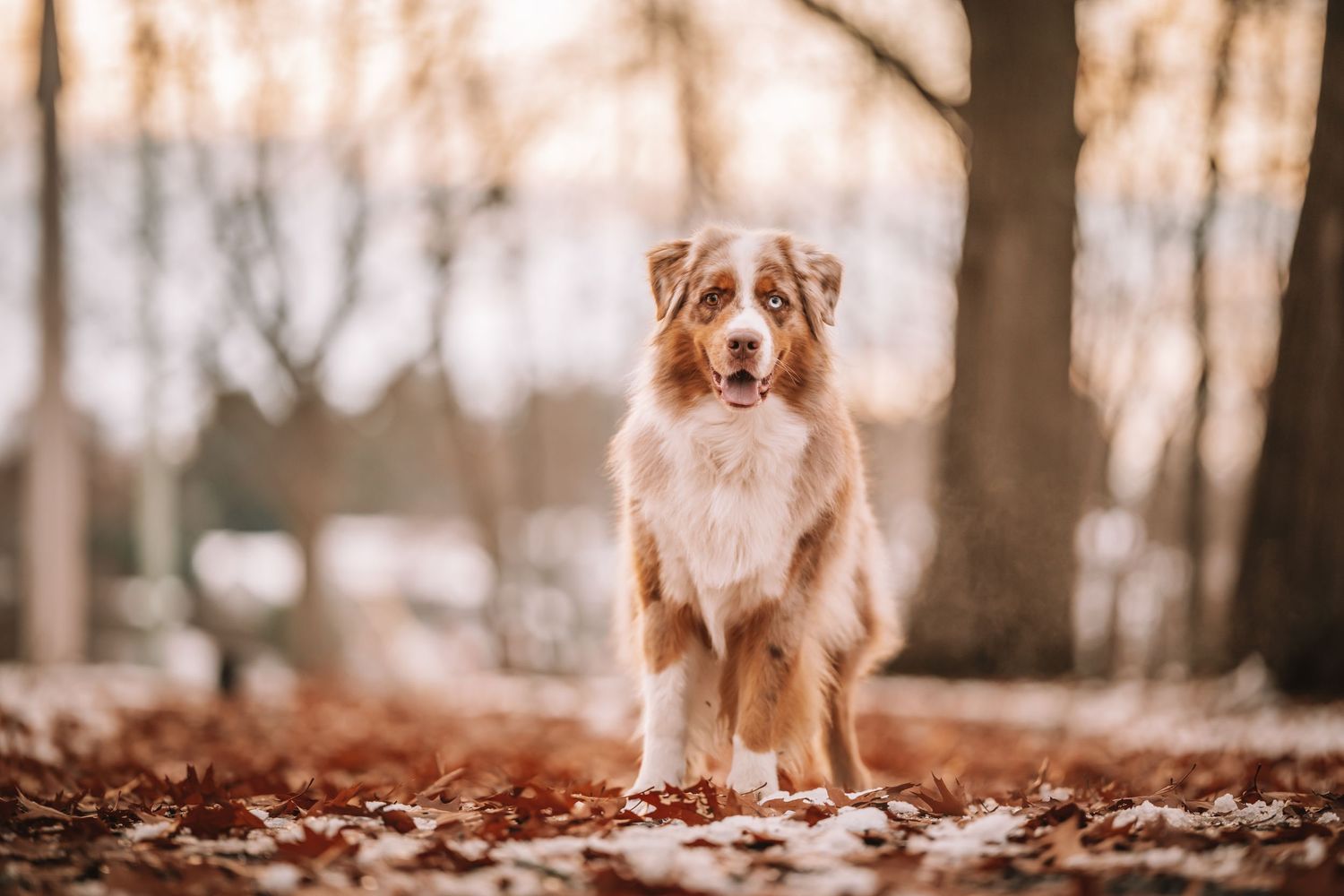 A golden retriever dog running through the snow in a snowy outdoor setting.