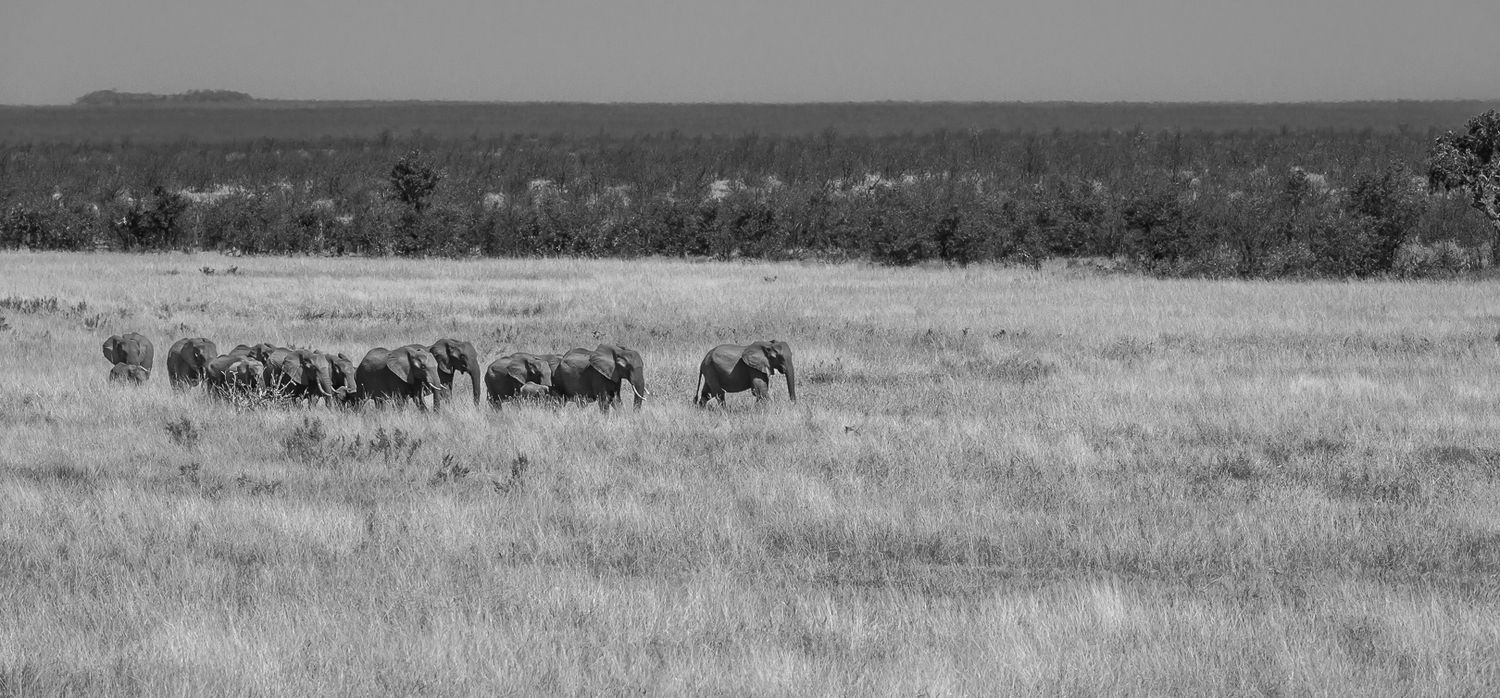 A herd of elephants walking across an open plain in the savanna.