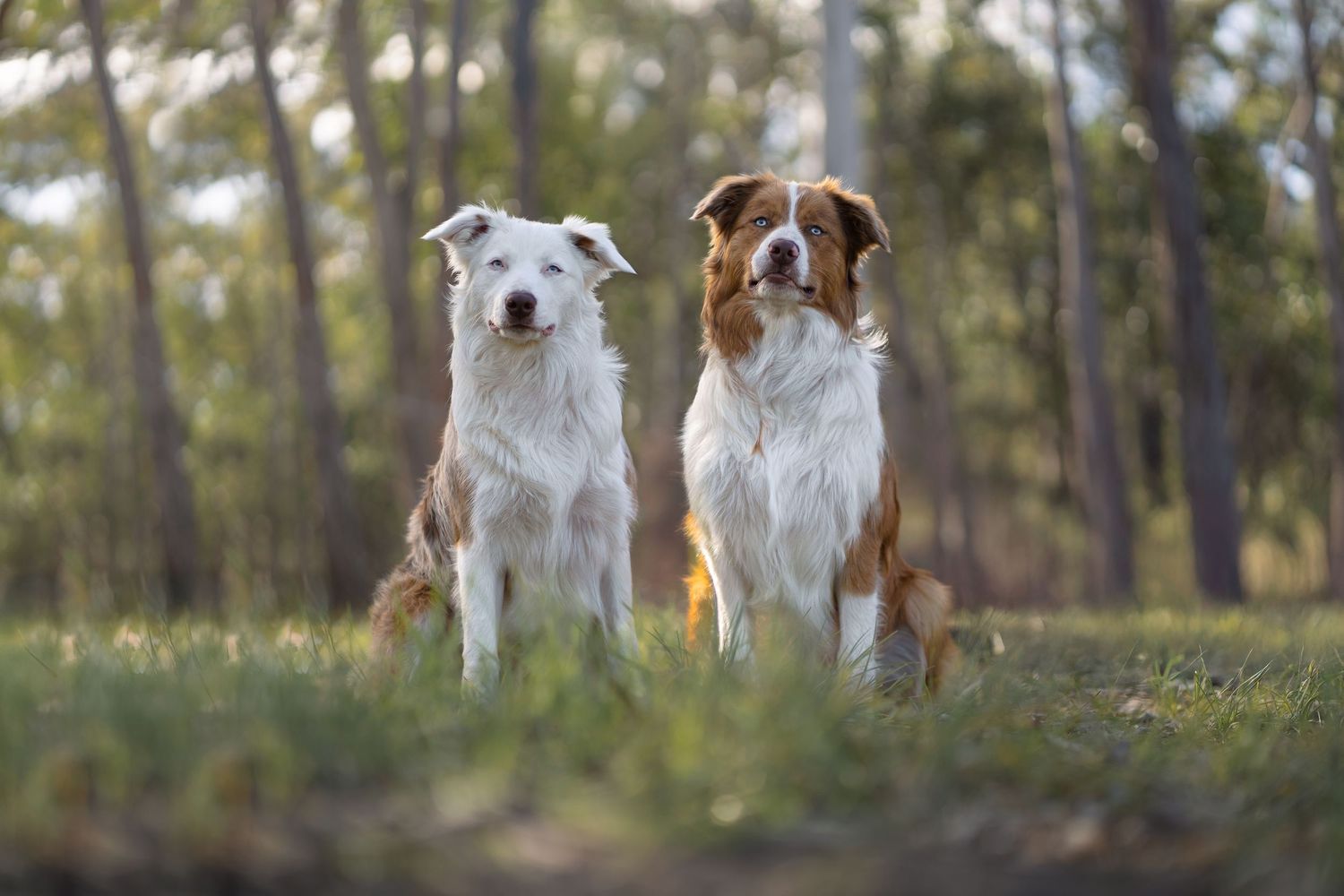 2 border collies portrait photography in a forest setting