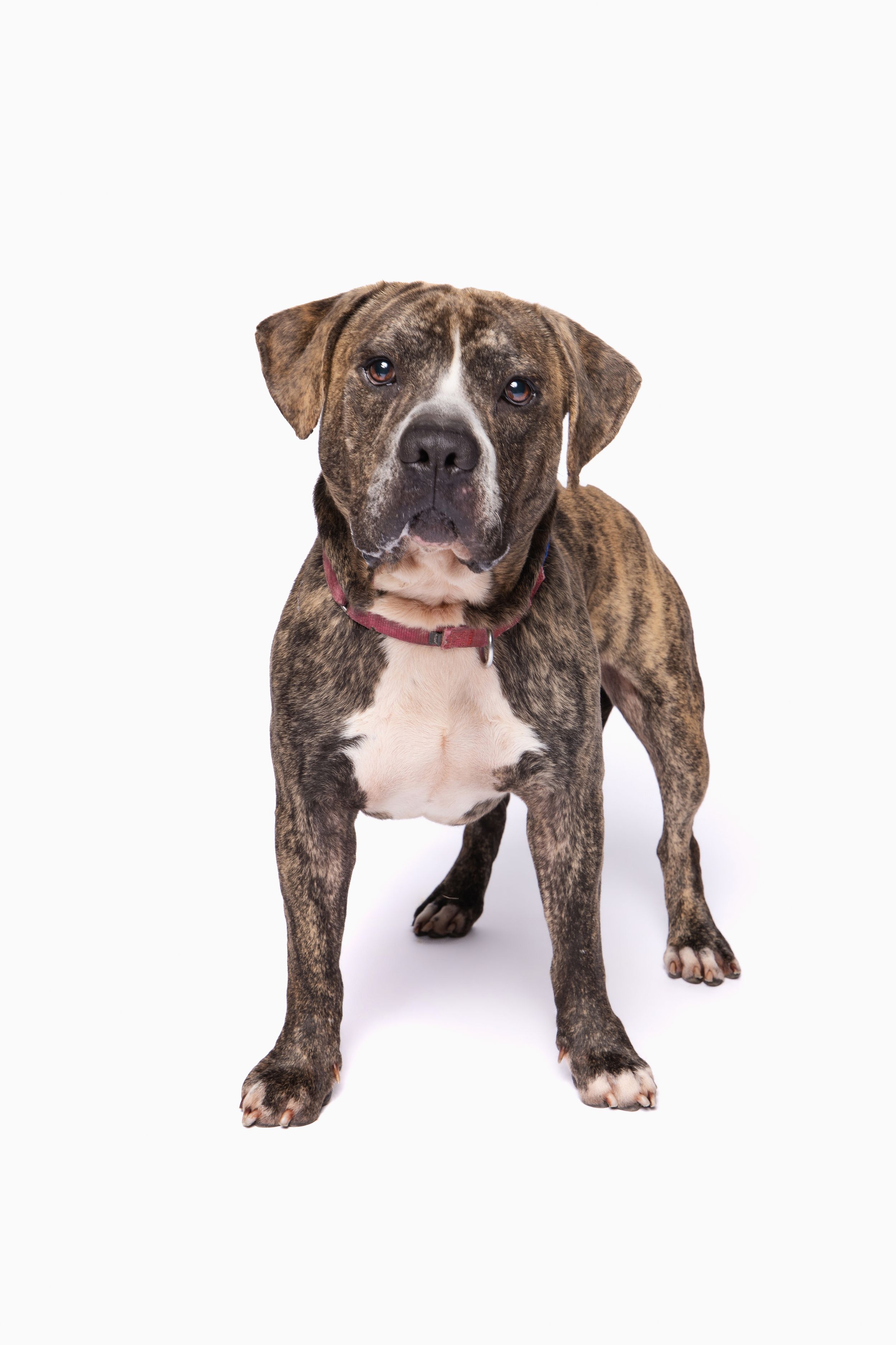 Brindle Boxer mix dog wearing a red collar standing alert against a white background.