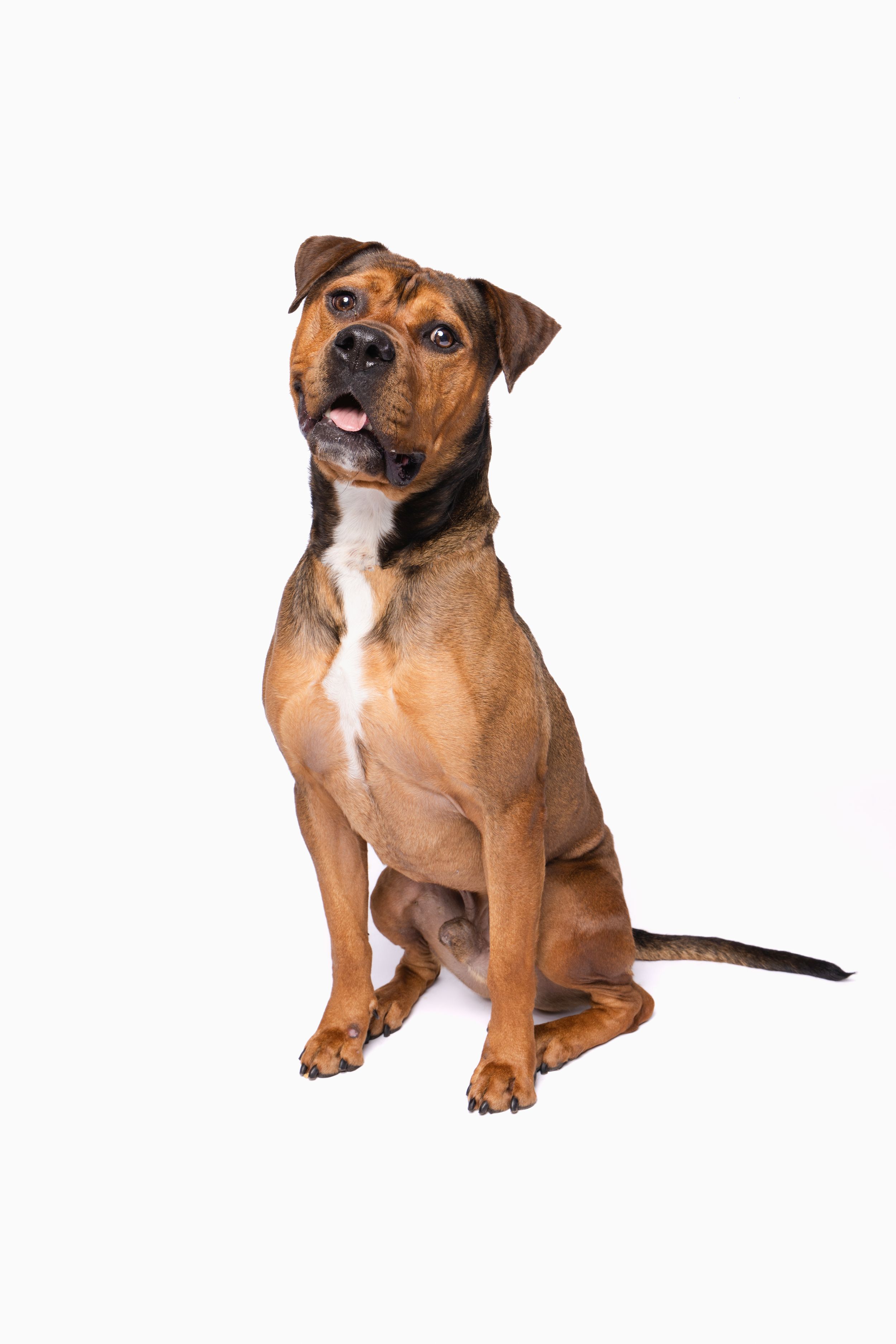A brown and white mixed breed dog sitting attentively against a white background with mouth open.