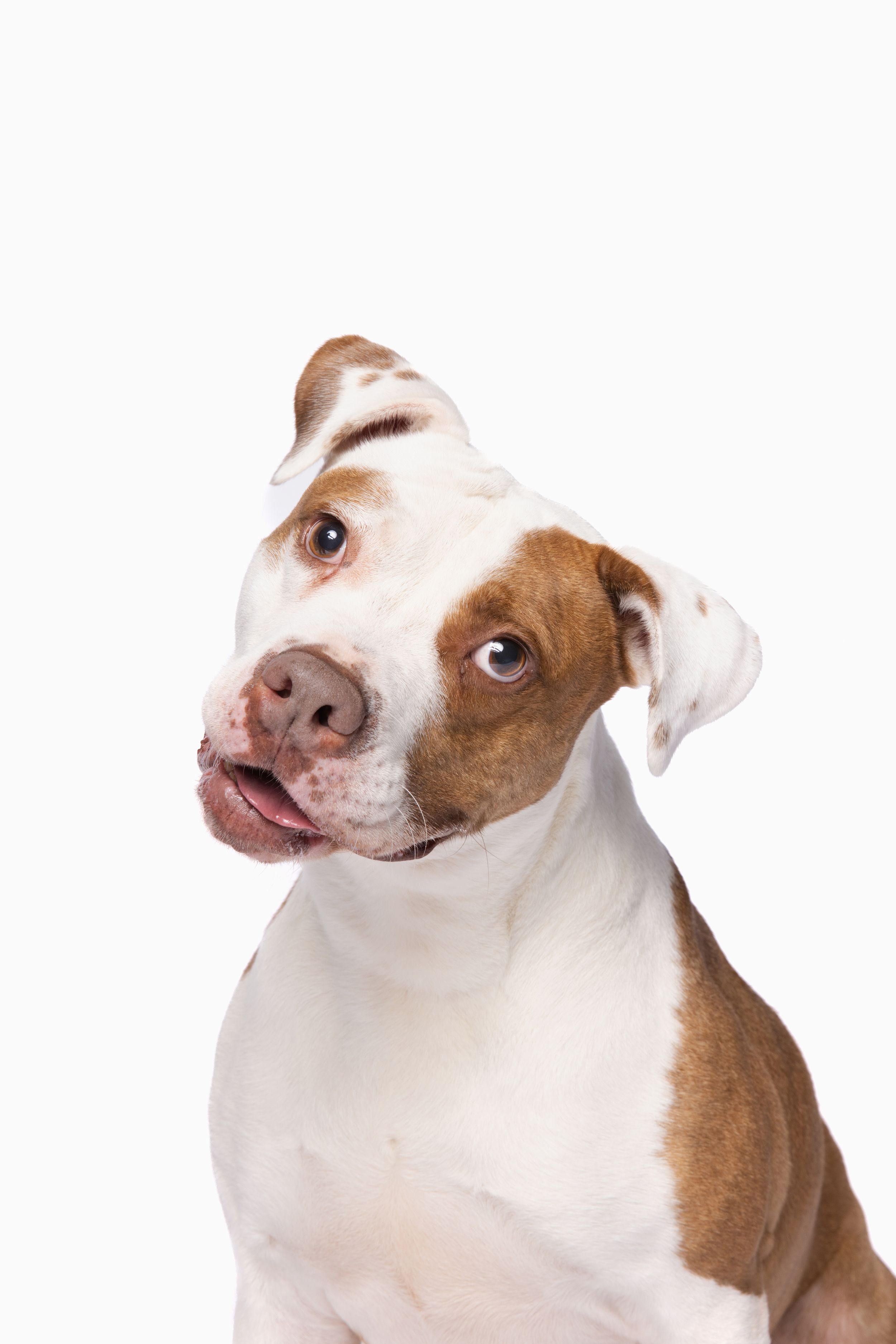 A brown and white American Pit Bull Terrier puppy tilting its head curiously against a white background.