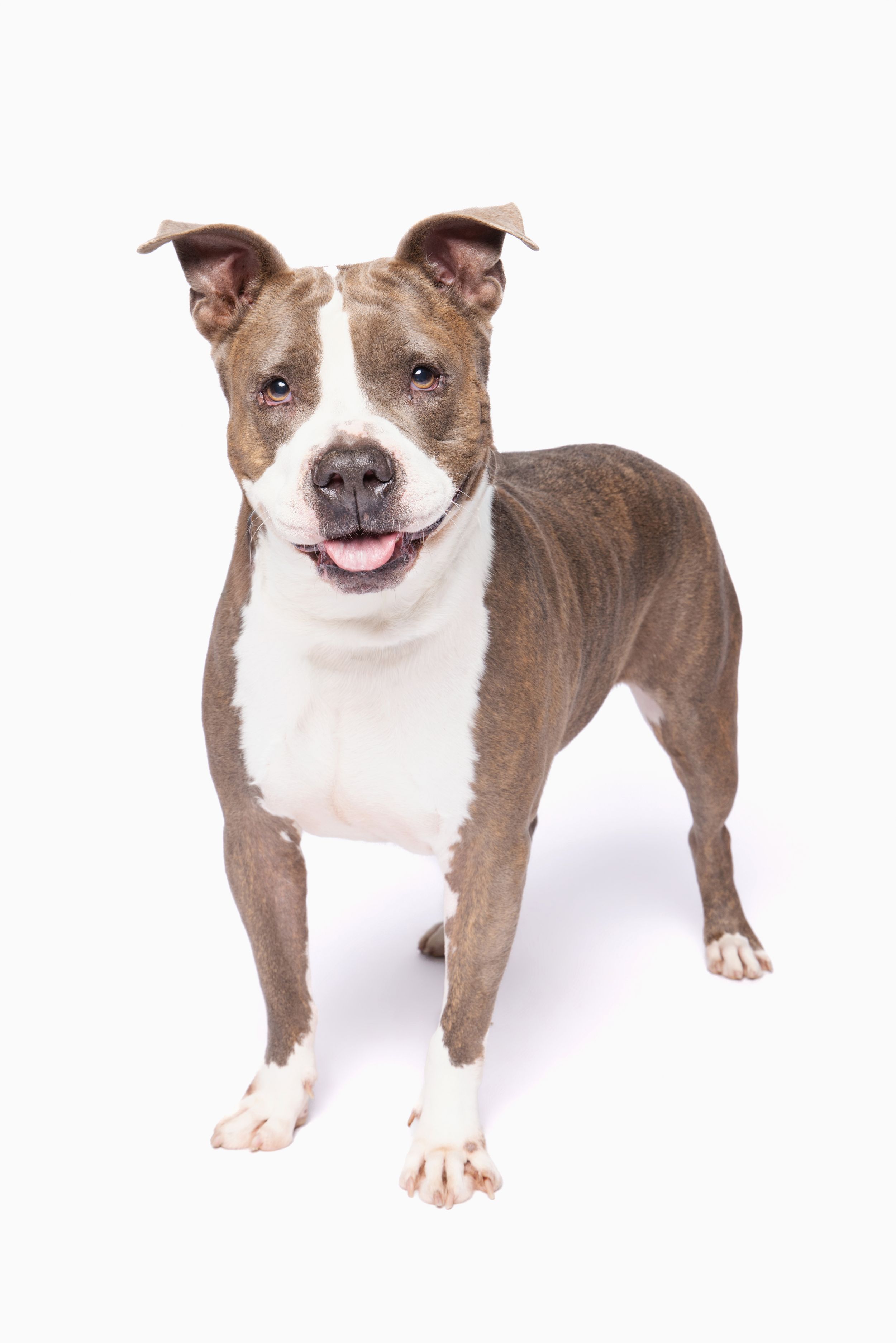 Brown and white American Staffordshire Terrier standing alert with mouth open on white background.