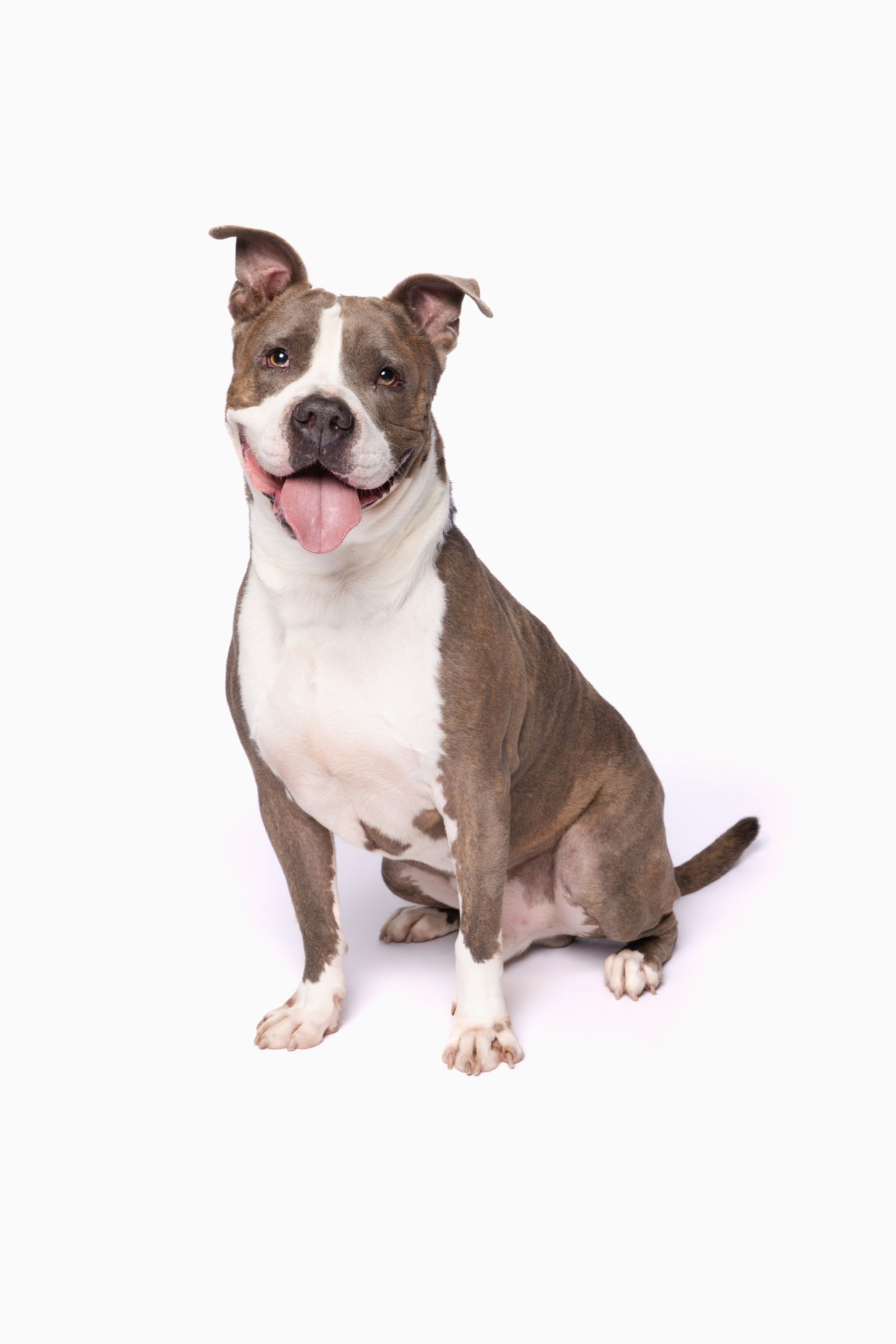 A happy gray and white American Staffordshire Terrier sitting upright with tongue out on white background.