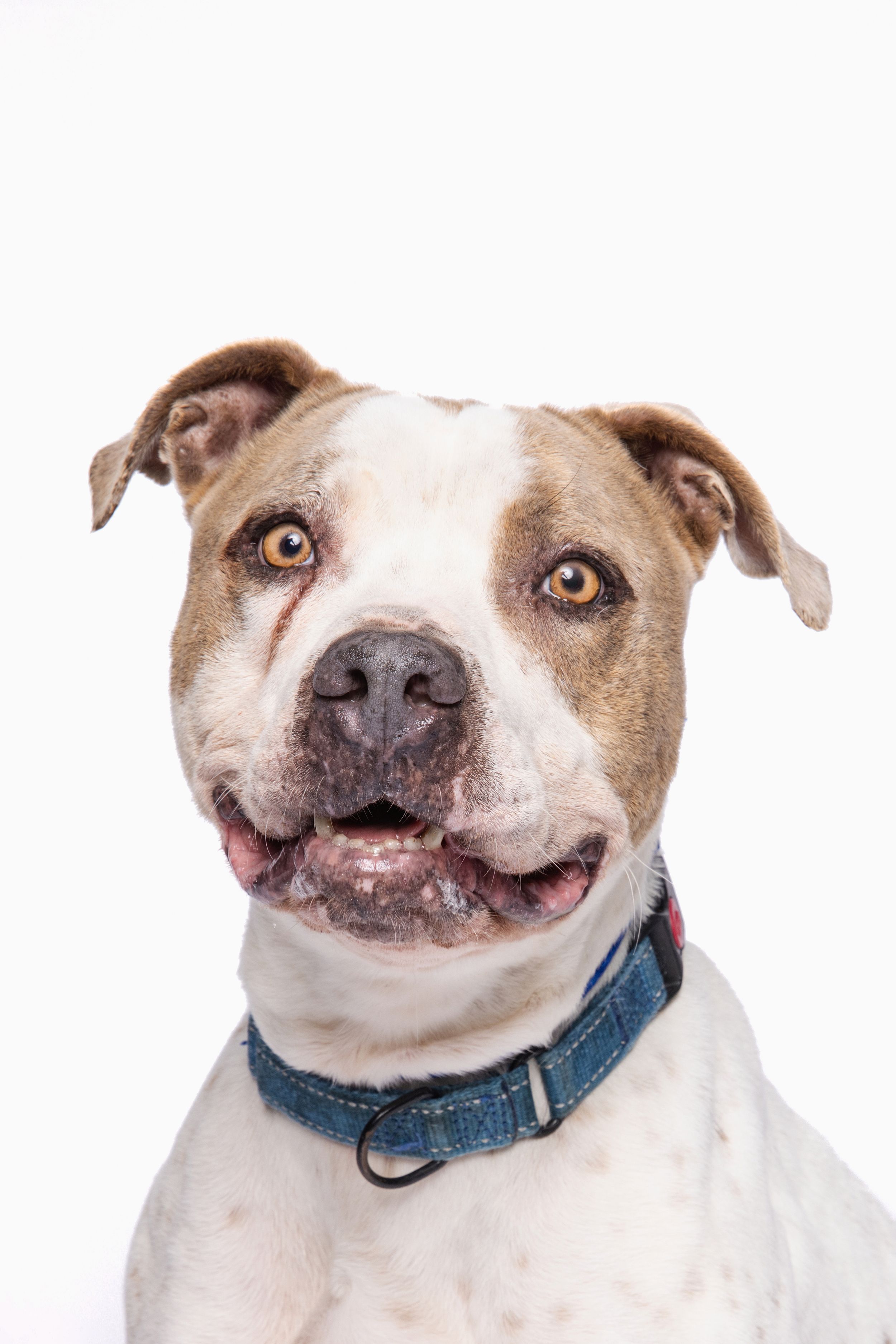 A friendly brown and white pit bull dog wearing a blue collar poses against a white background.