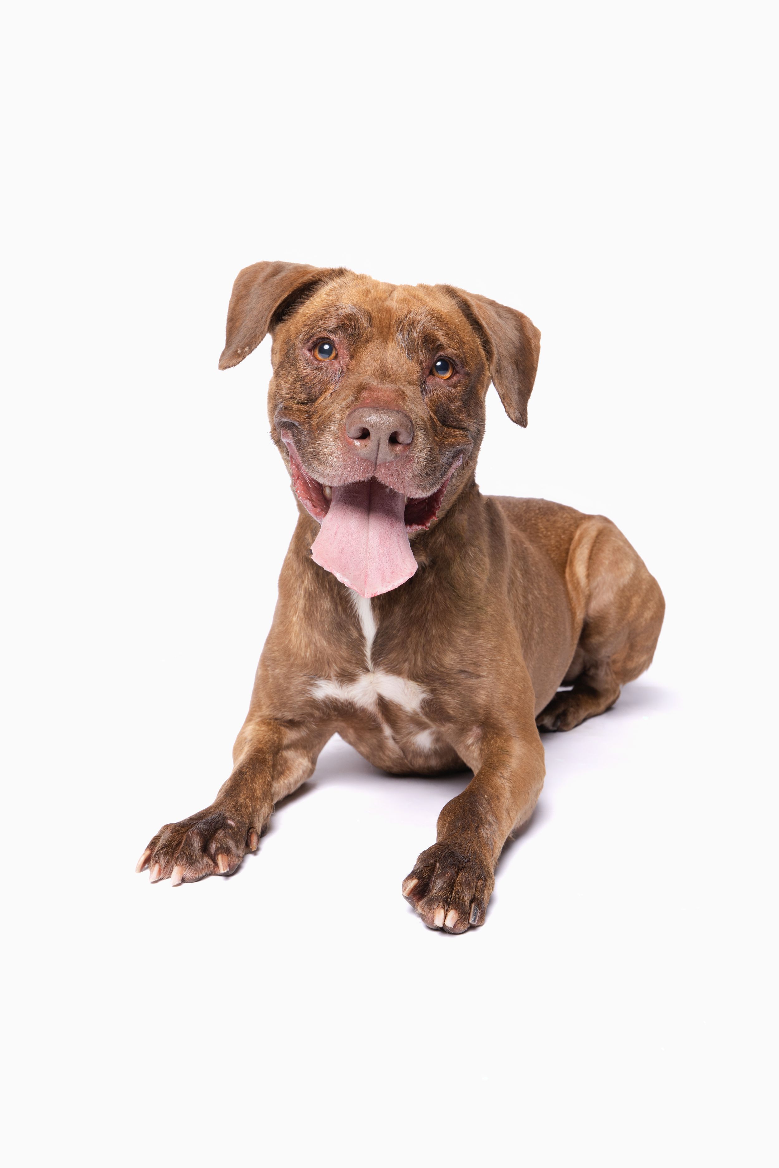 Brown and white pit bull lying down with tongue out on white background.