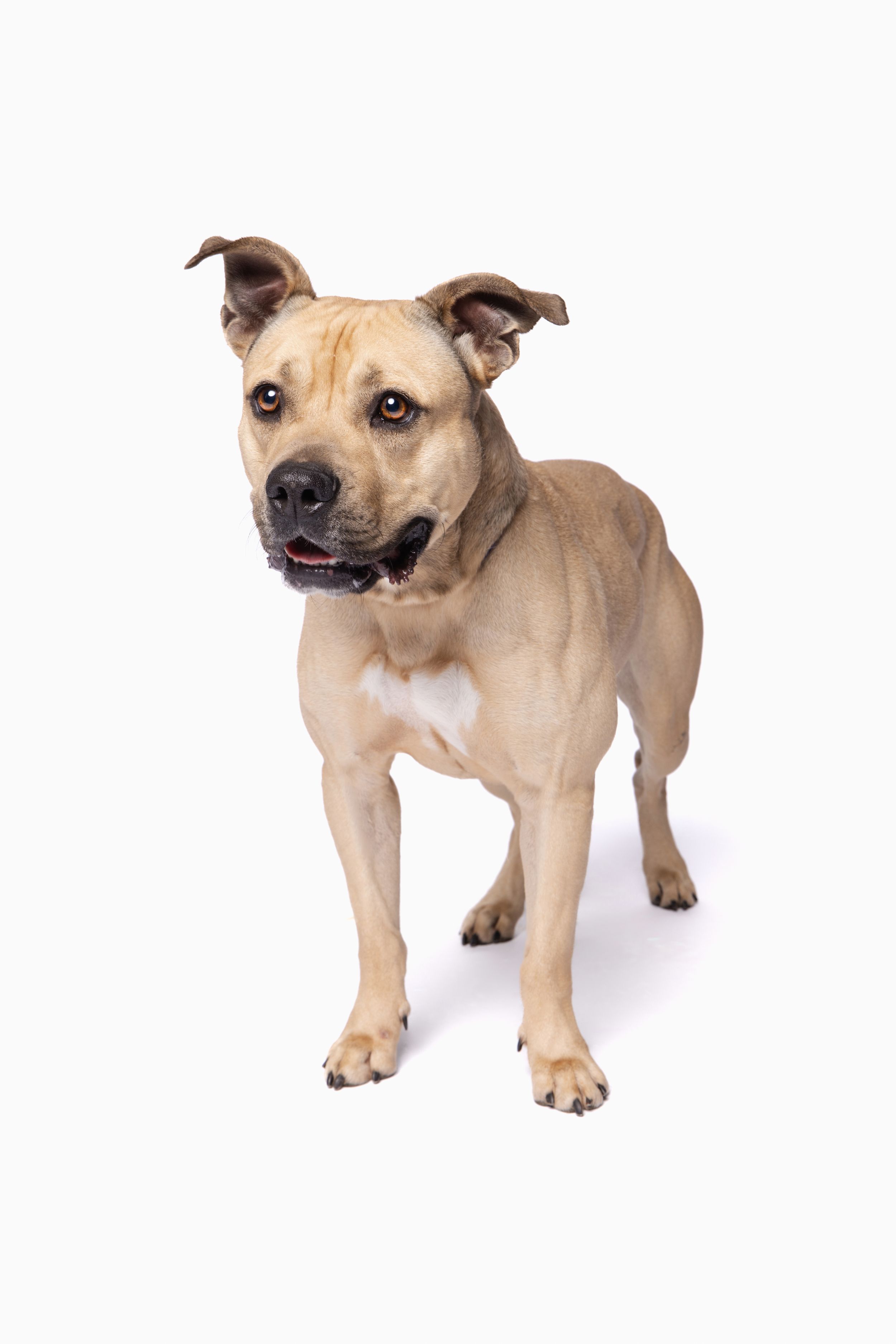 A fawn-colored Staffordshire Bull Terrier stands alert on a white background, looking forward with mouth slightly open.