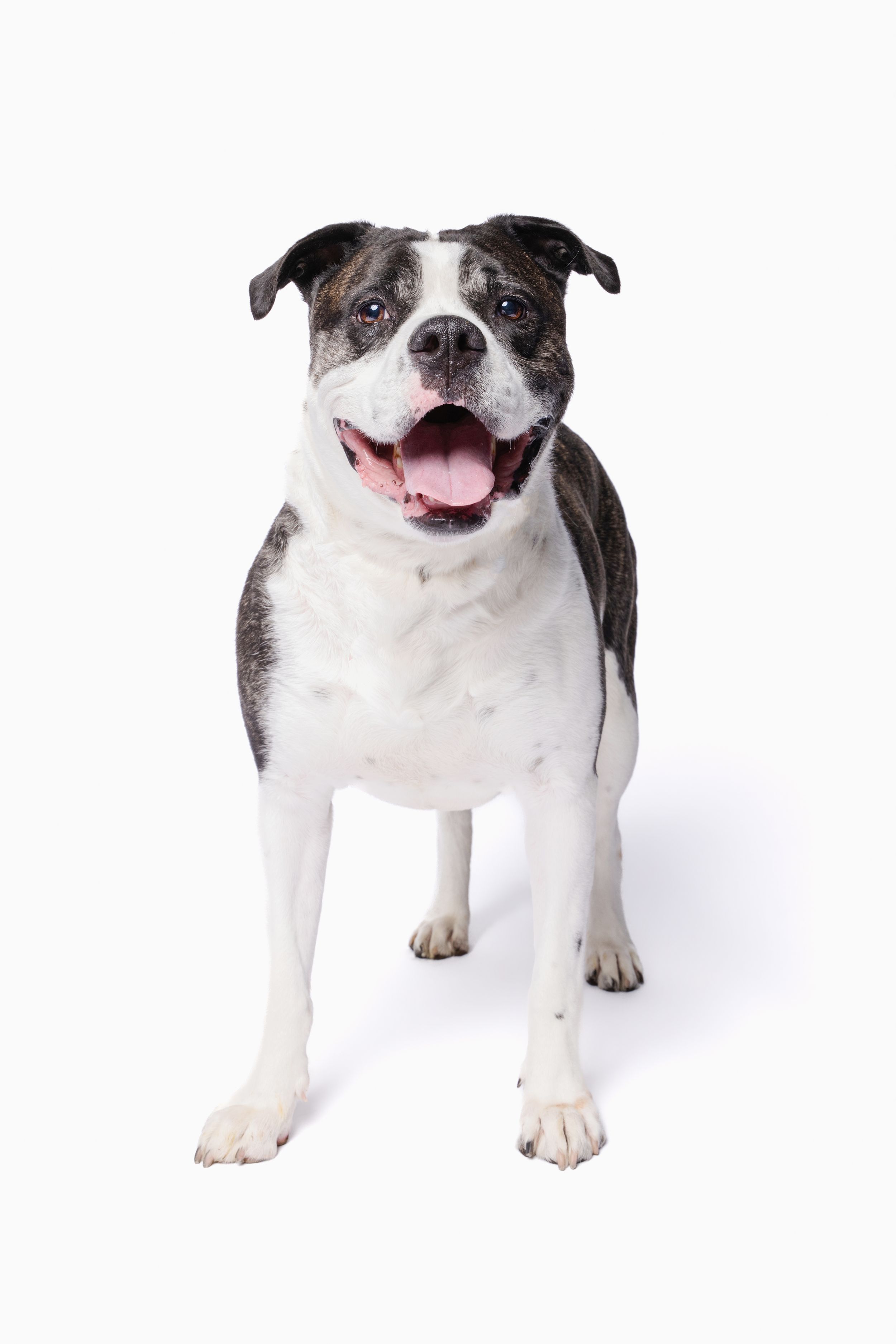 A happy black and white Staffordshire Bull Terrier stands with mouth open on a white background.
