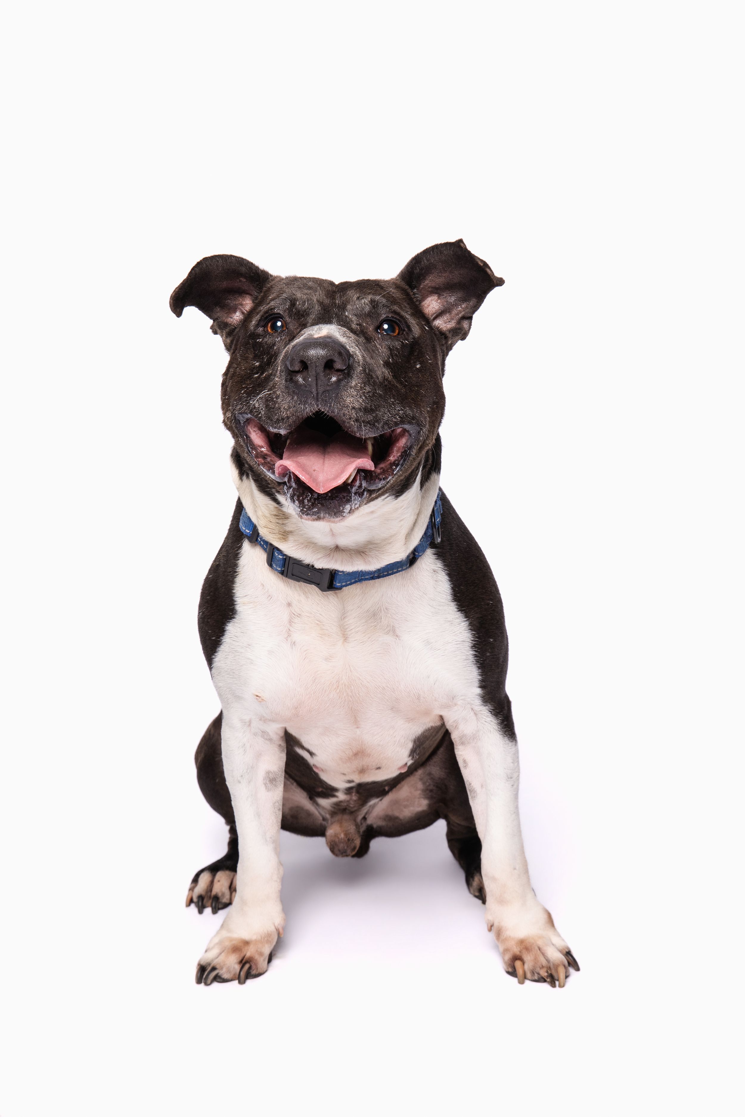 Happy black and white Staffordshire Bull Terrier sitting with mouth open, wearing blue collar, on white background.