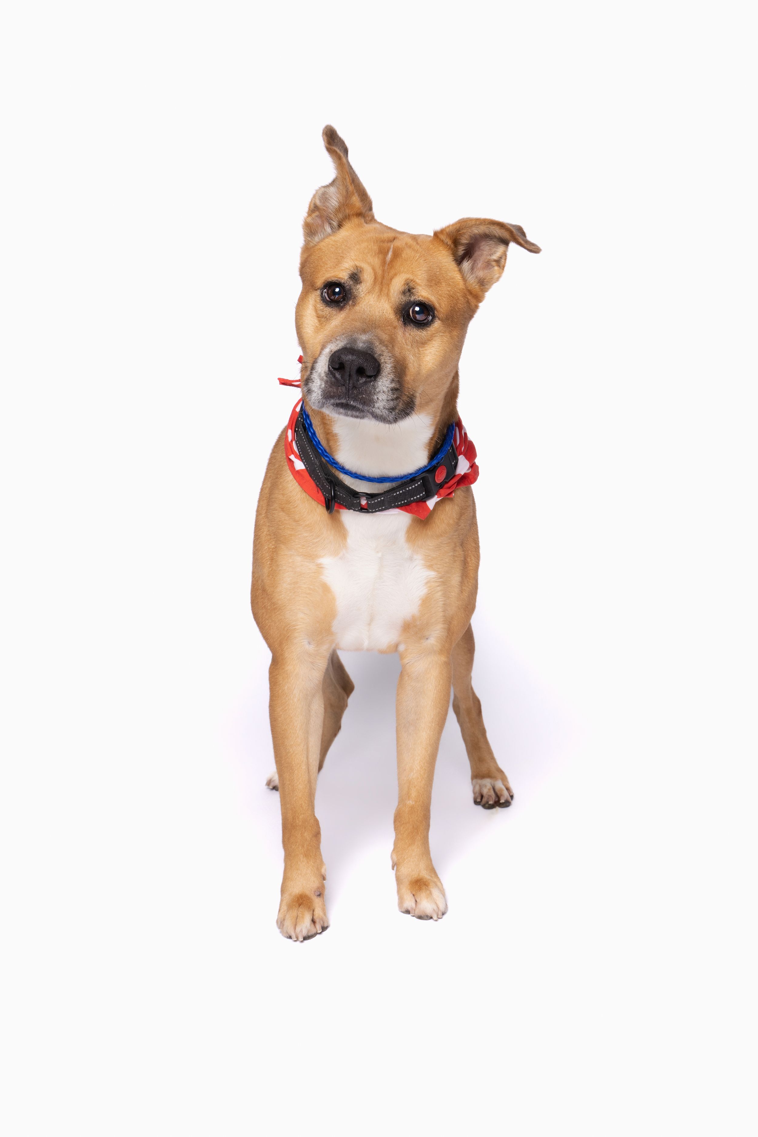 A tan and white mixed breed dog sitting upright wearing a red, white, and blue bandana on a white background.