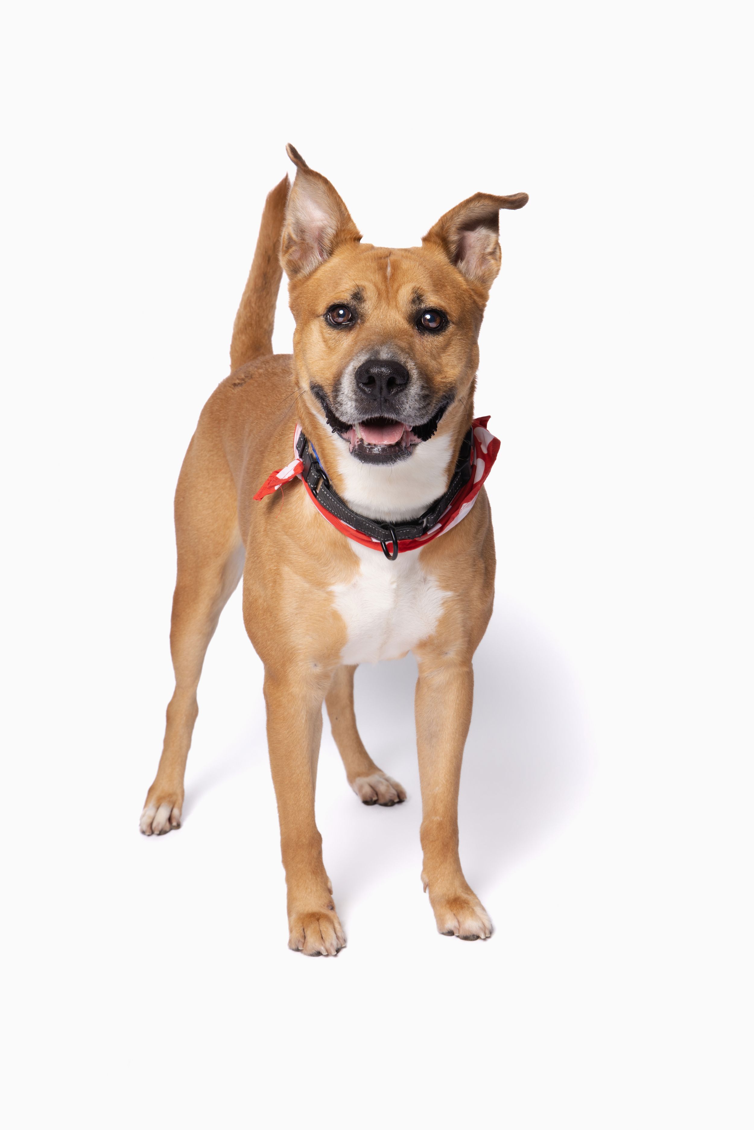 A happy tan and white mixed breed dog wearing a red collar, standing against a white background.