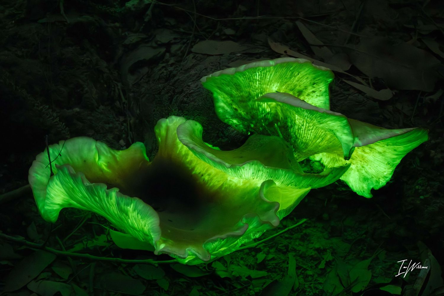 Ghost fungi