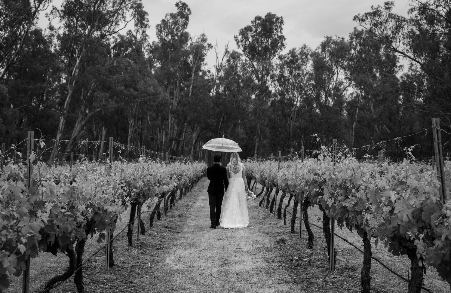 Black and white photo of bride and groom walking through vineyard rows under umbrella on rainy wedding day.