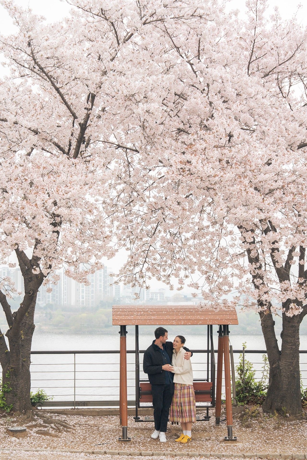 Couple embracing under blooming cherry blossom trees at a waterfront park bench in spring.