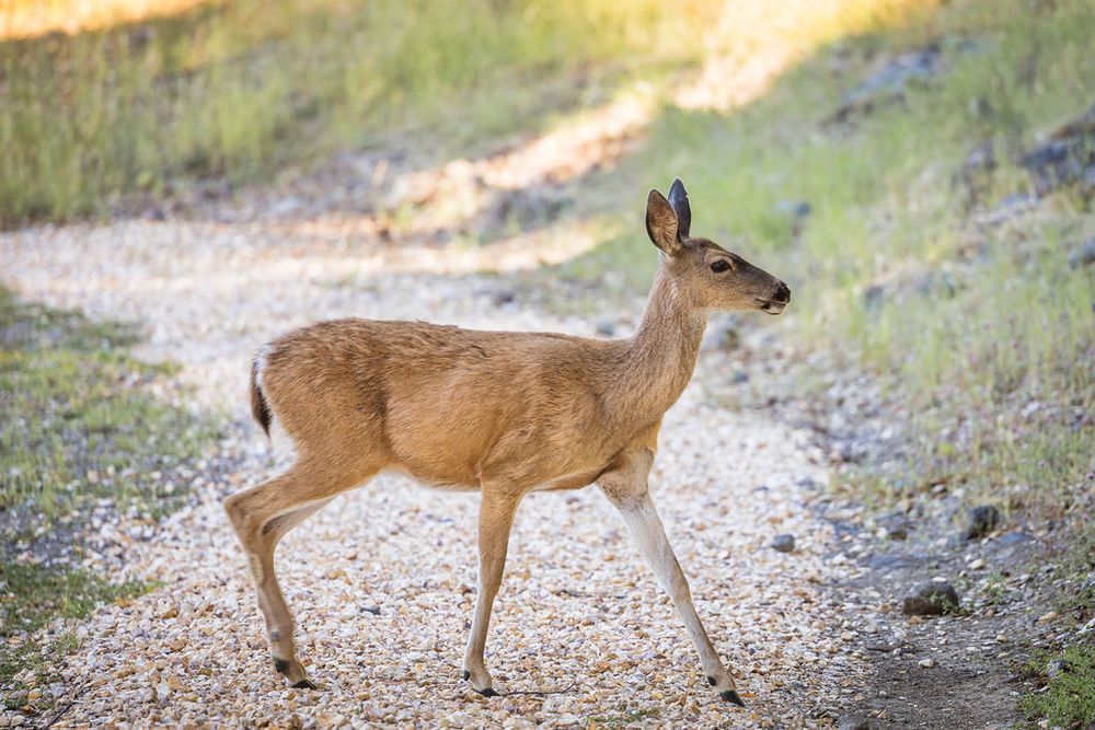 A young white-tailed deer fawn walks across a gravel path surrounded by green vegetation in natural habitat.