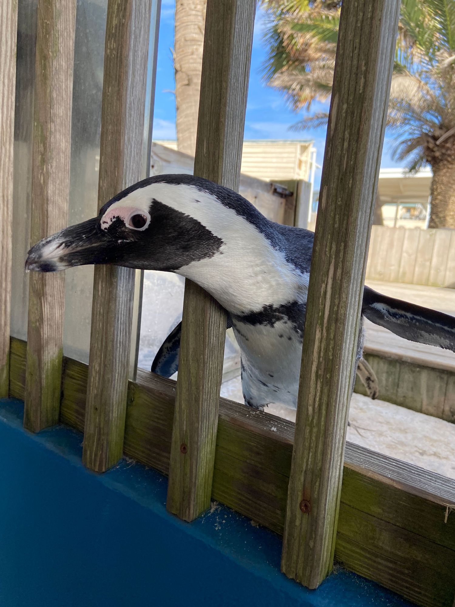 African Penguin at Gulfarium