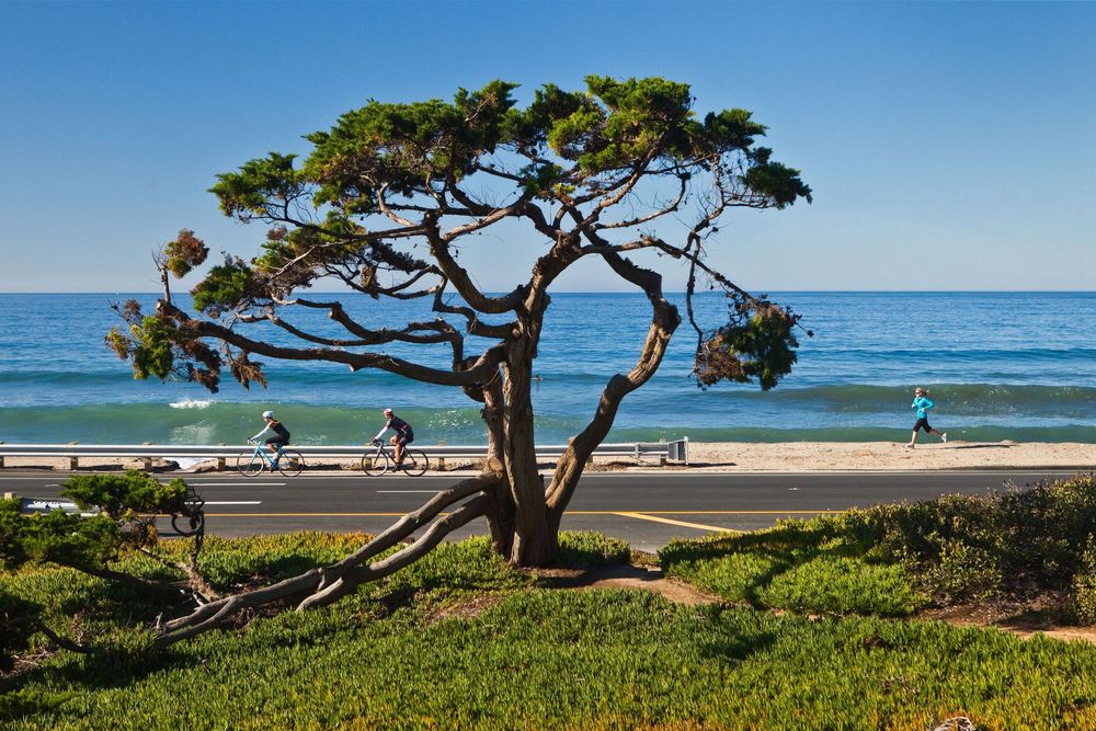Scenic coastal park with a windswept tree, cyclists on a beachside path, and blue ocean views on a sunny day.