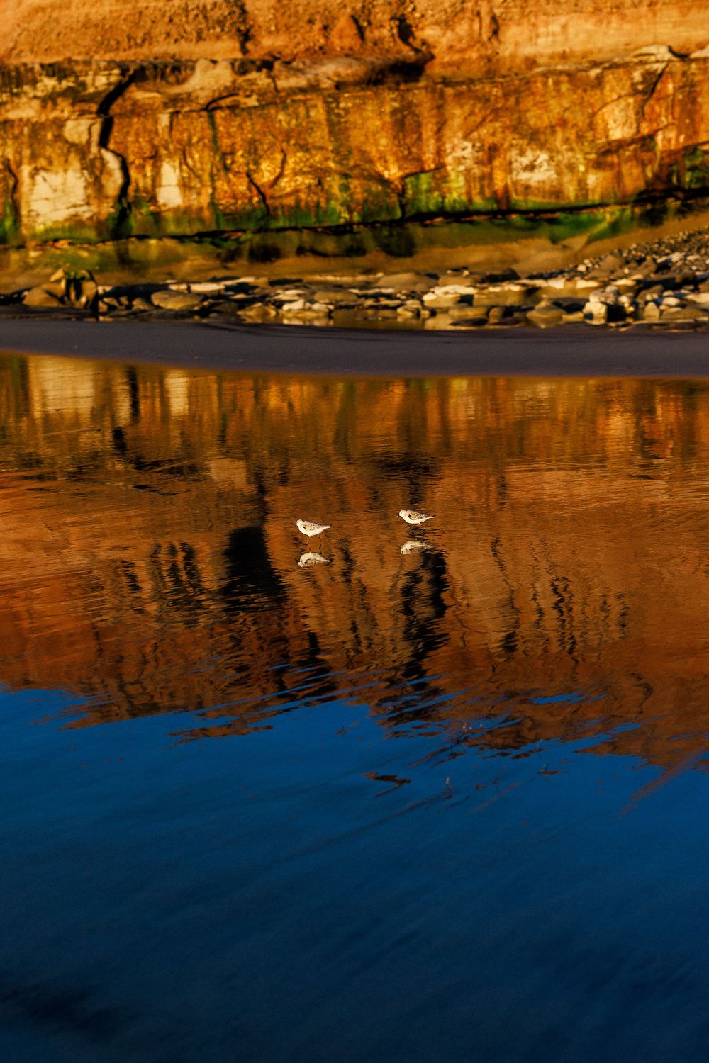 Two sandpipers stand on a beach reflecting golden cliffs in calm tidal waters at sunset.