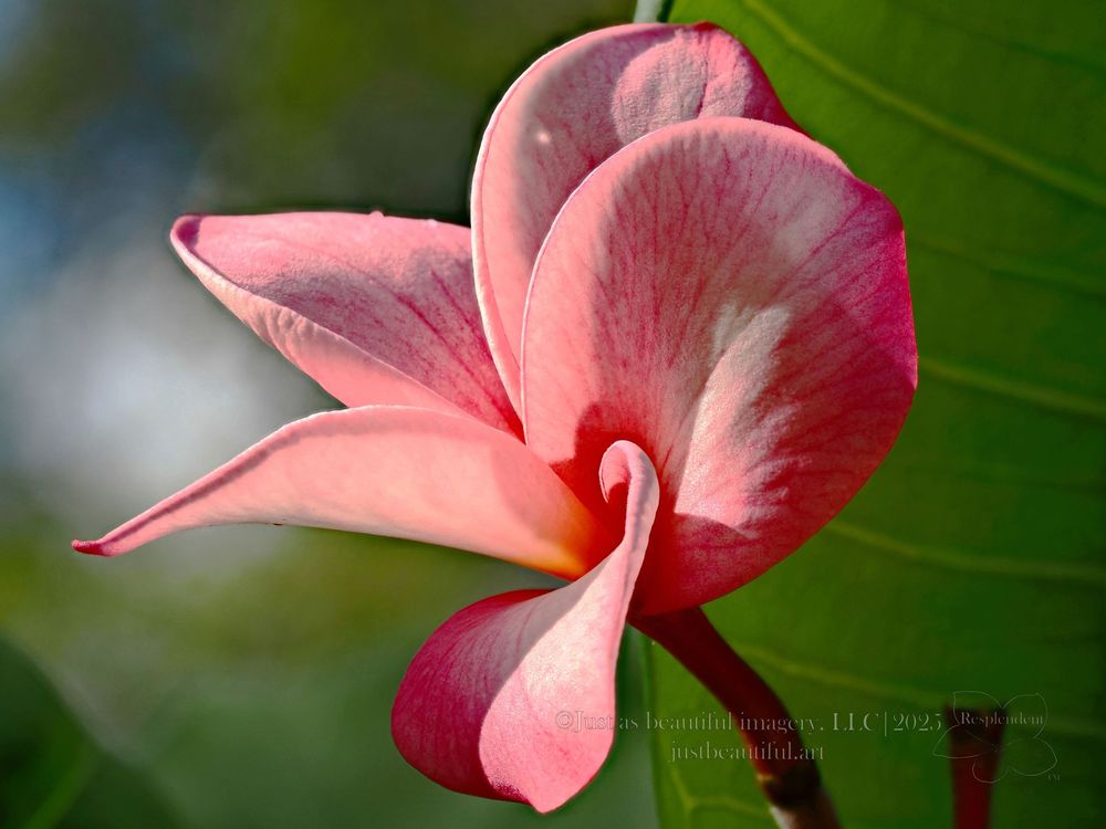 Resplendent photo of plumeria flower.