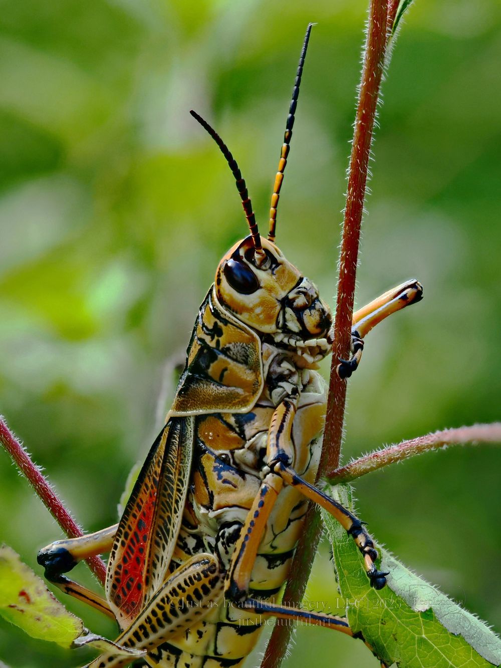 Resplendent photo of Southern Lubber Grasshopper.