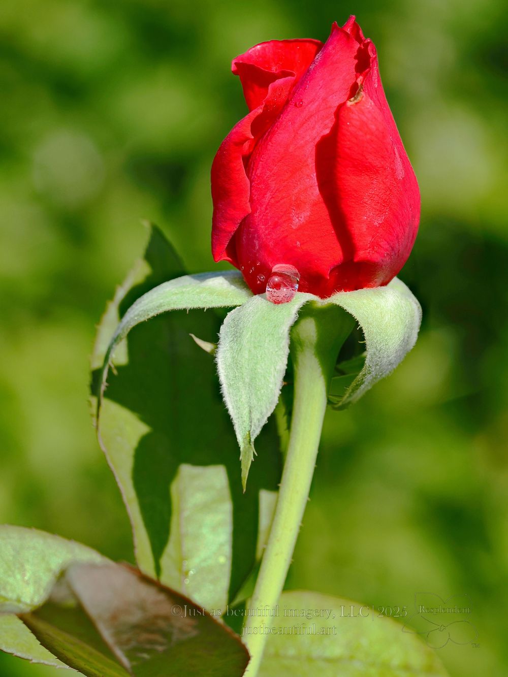 Resplendent photo of a rose.