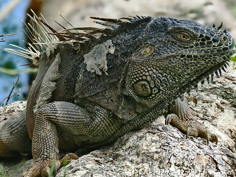 Resplendent photo of a green iguana.