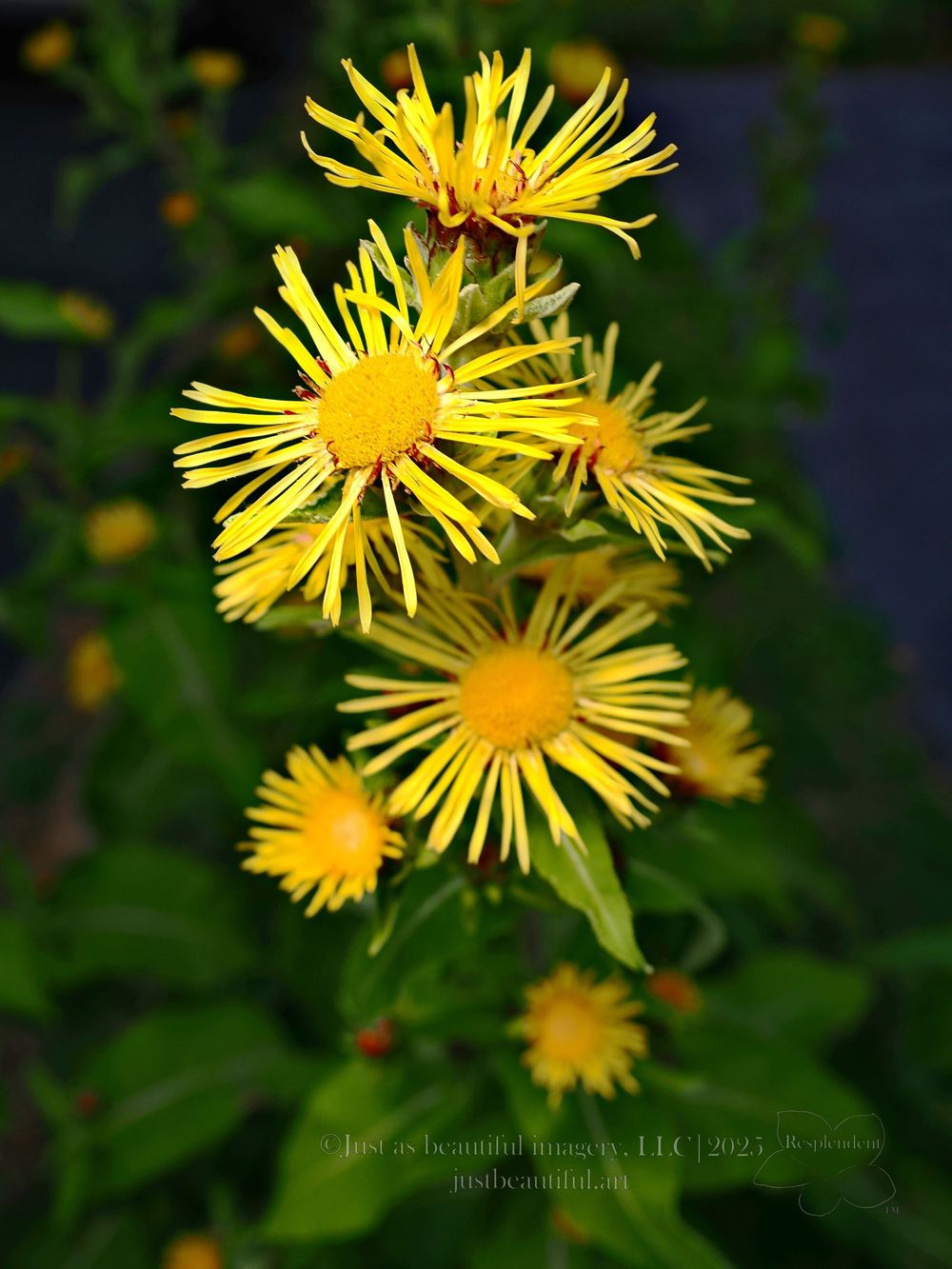 Resplendent photo of flowers.