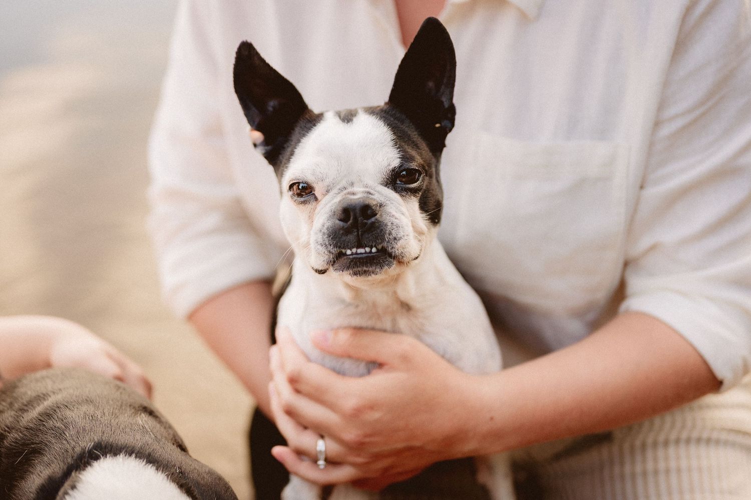 Black and white Boston Terrier dog sits comfortably in someone's lap while looking at the camera.