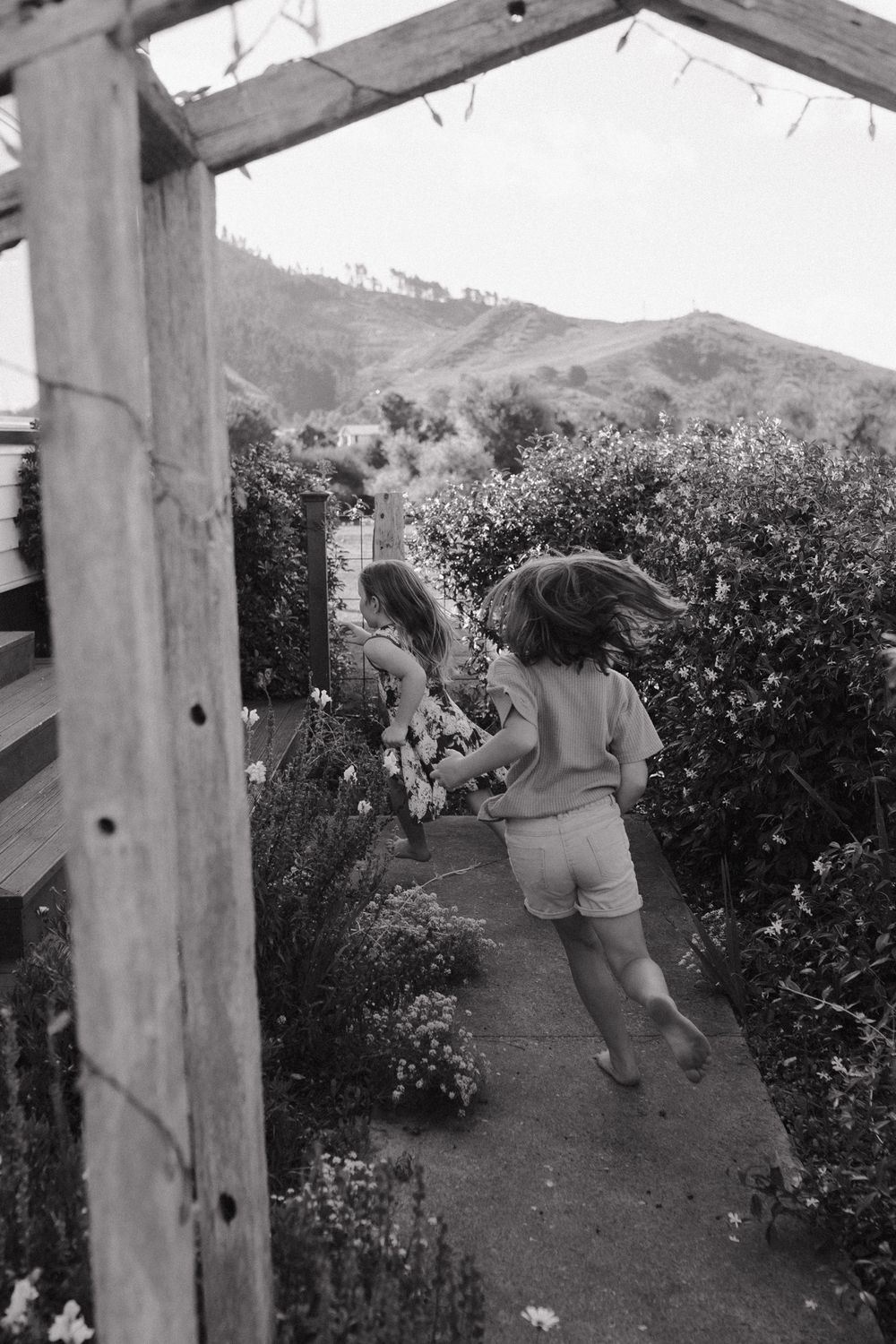 People picking oranges from trees in a vintage black and white citrus grove at harvest time.