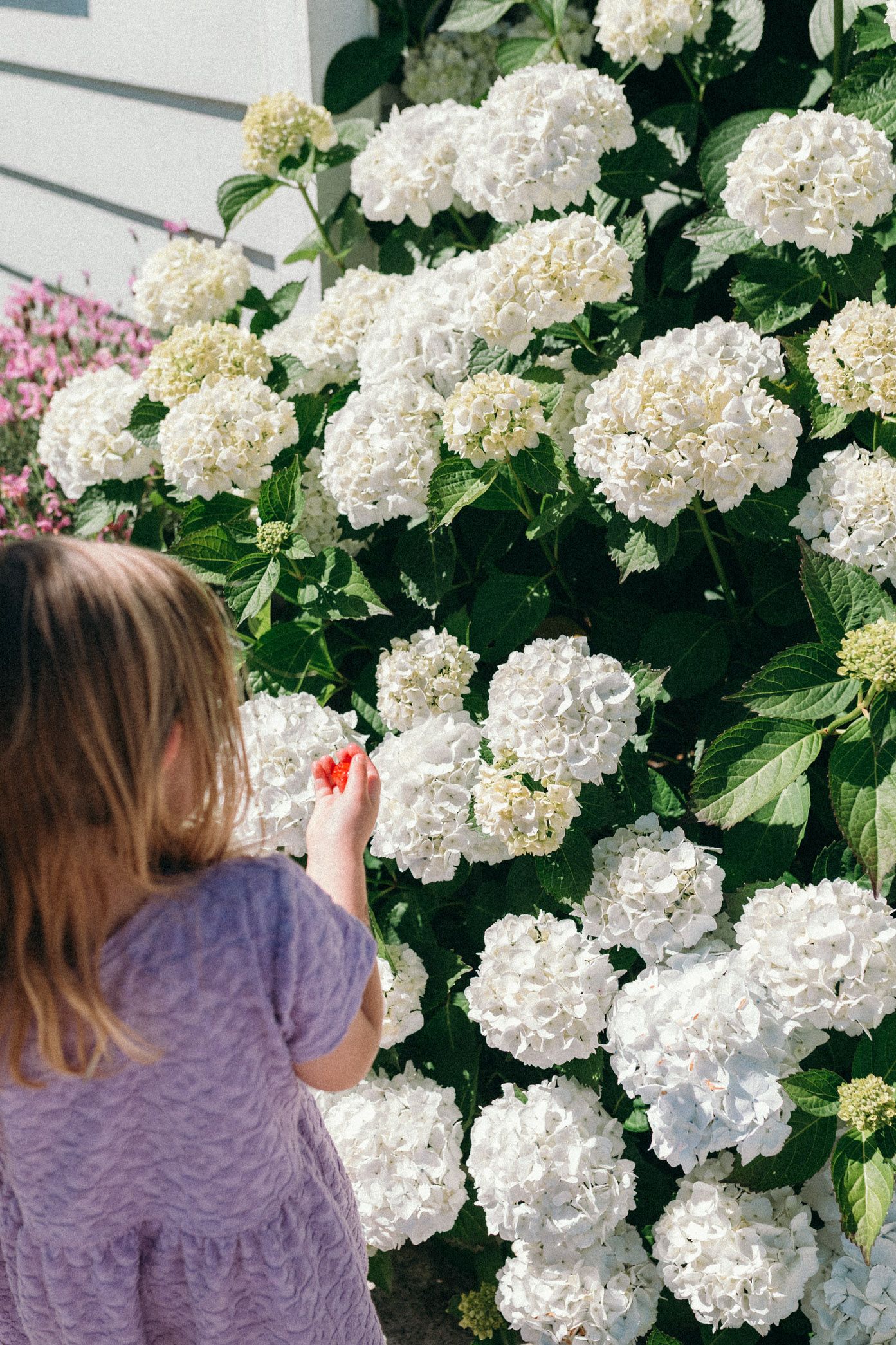 White hydrangea flowers bloom abundantly on green bushes as someone admires them in a garden setting.