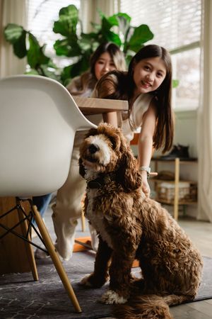 A brown fluffy dog plays and interacts with people in a bright sunlit room with houseplants.