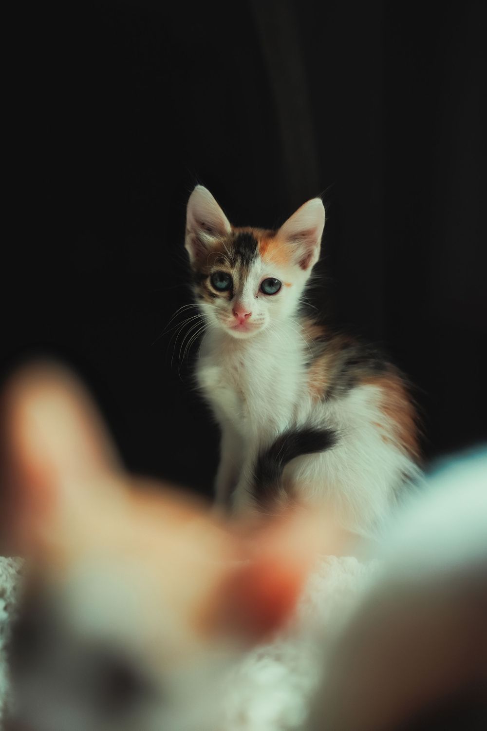 White and ginger cat looking up with curious expression against dark background.