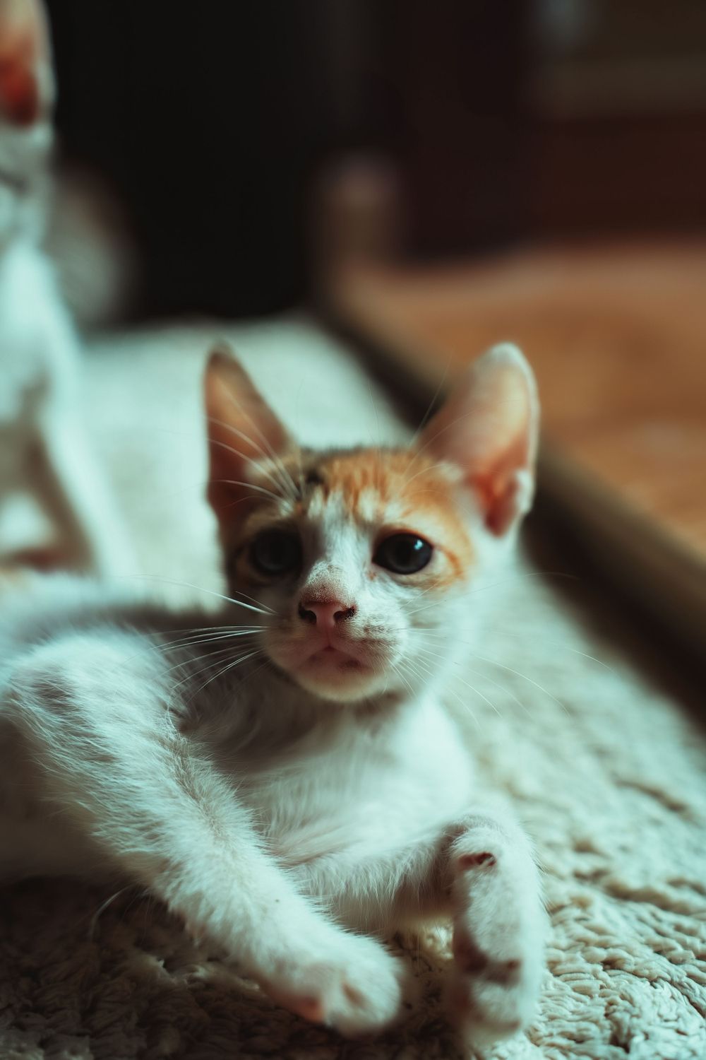 White and orange cat relaxing on textured surface with soft lighting.