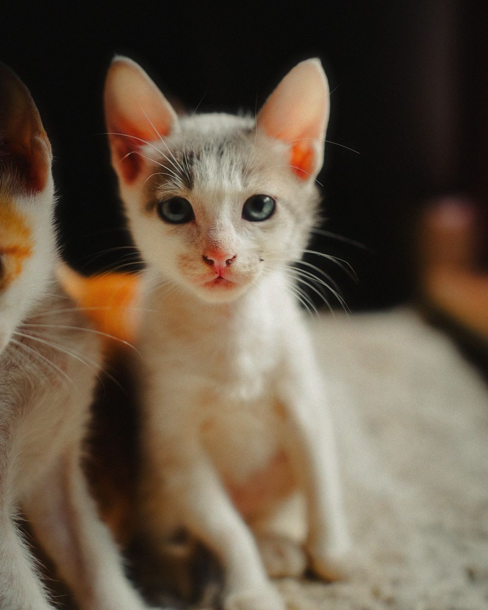 White kittens with ginger markings sitting together on a light colored surface.