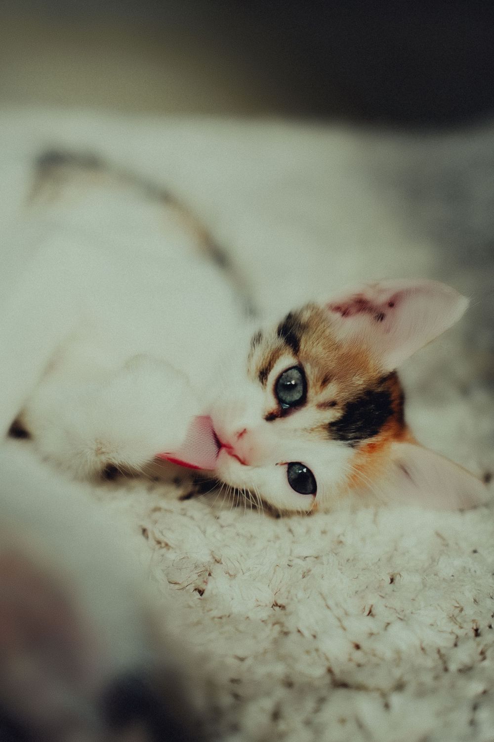 Artistic shot of a cream colored kitten resting on a textured surface with dreamy bokeh effect.